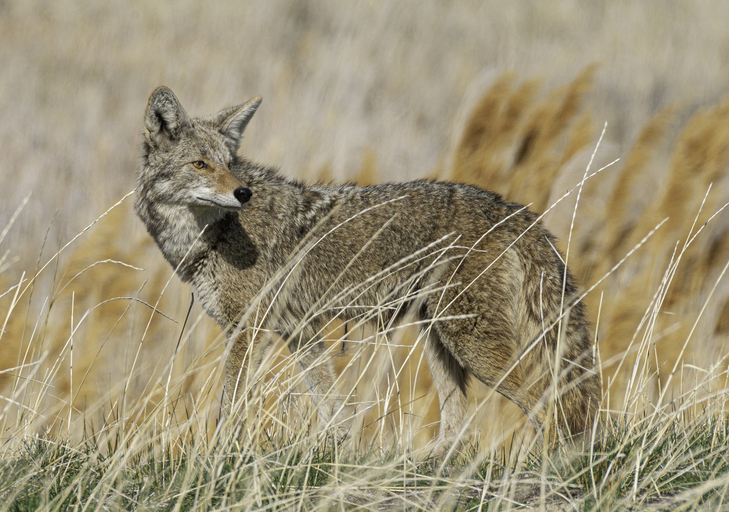 coyote.jpg