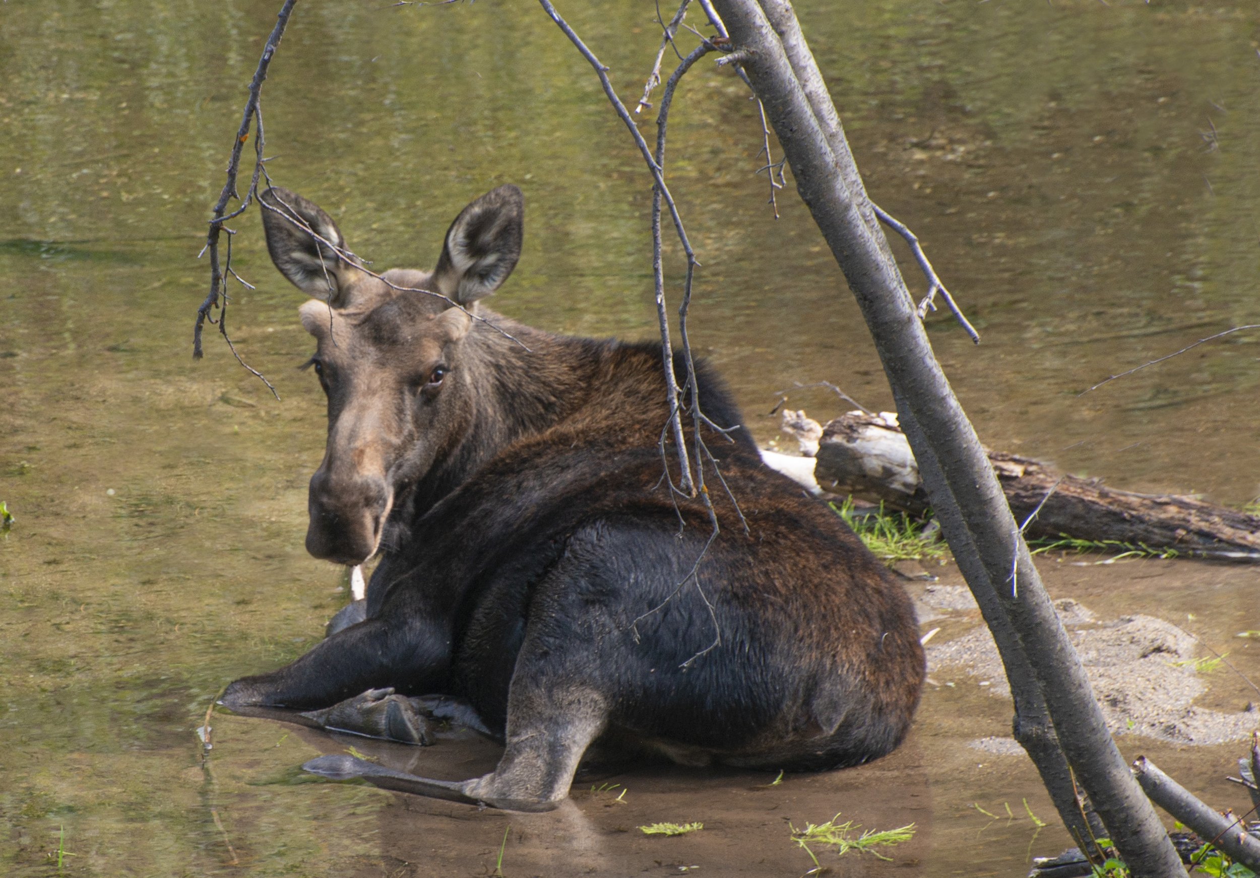 moose.jpg