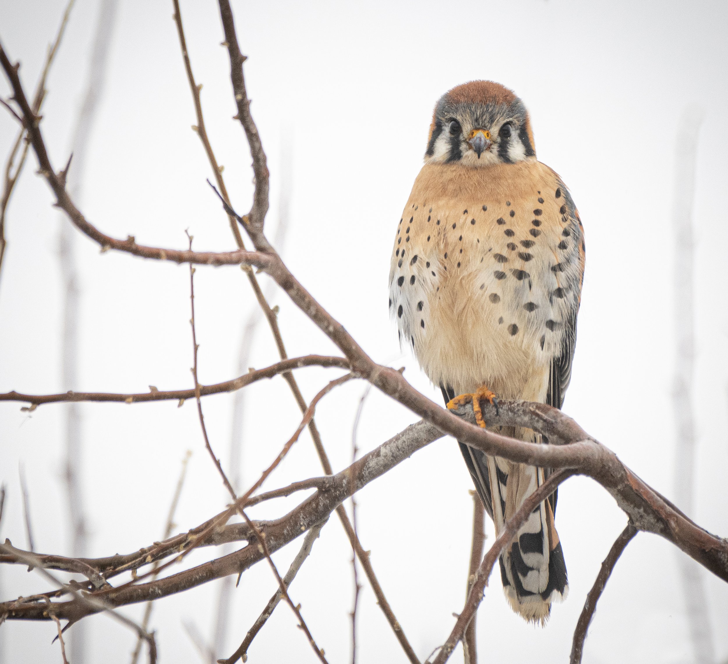 Kestrel.jpg