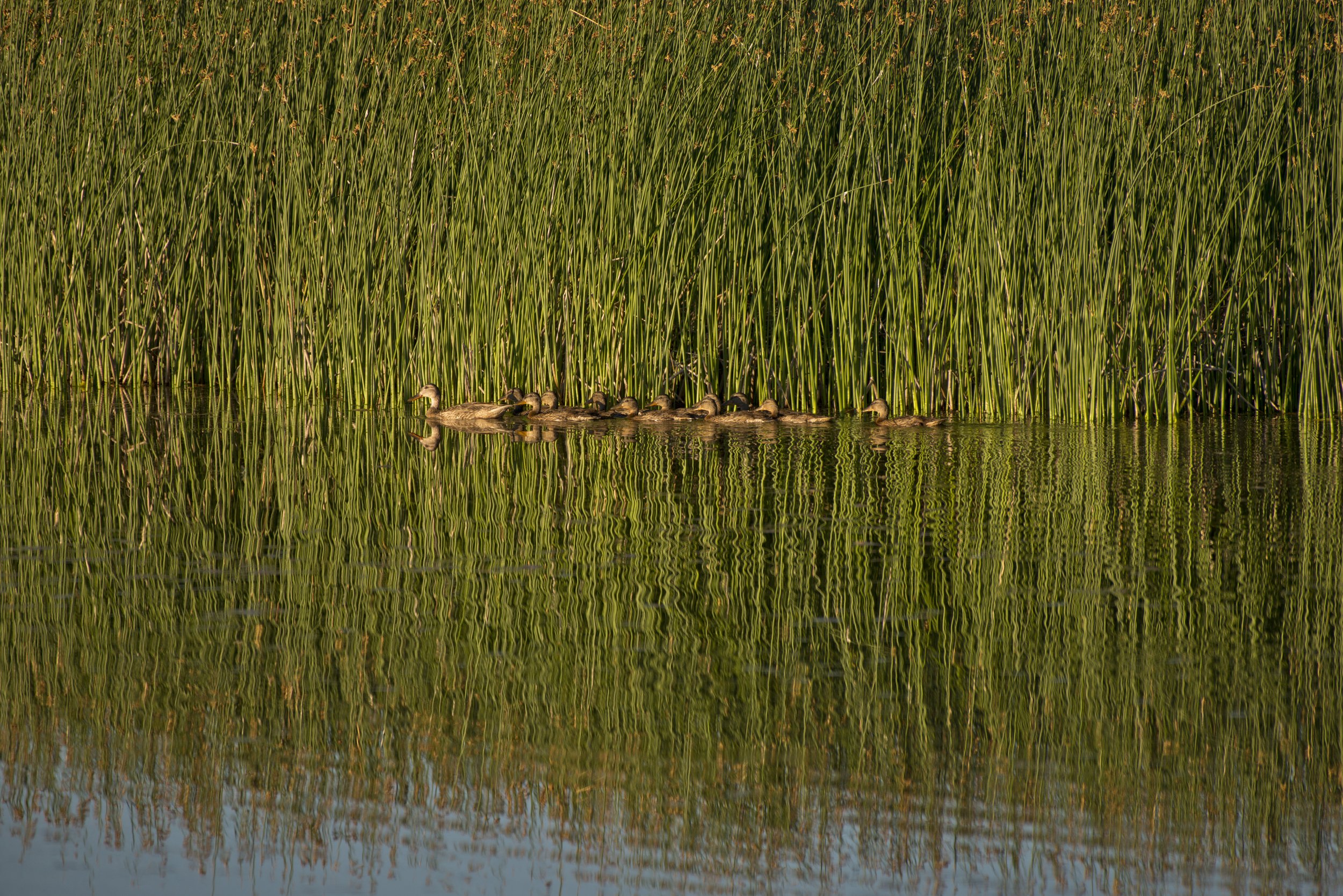 ducks in row.jpg