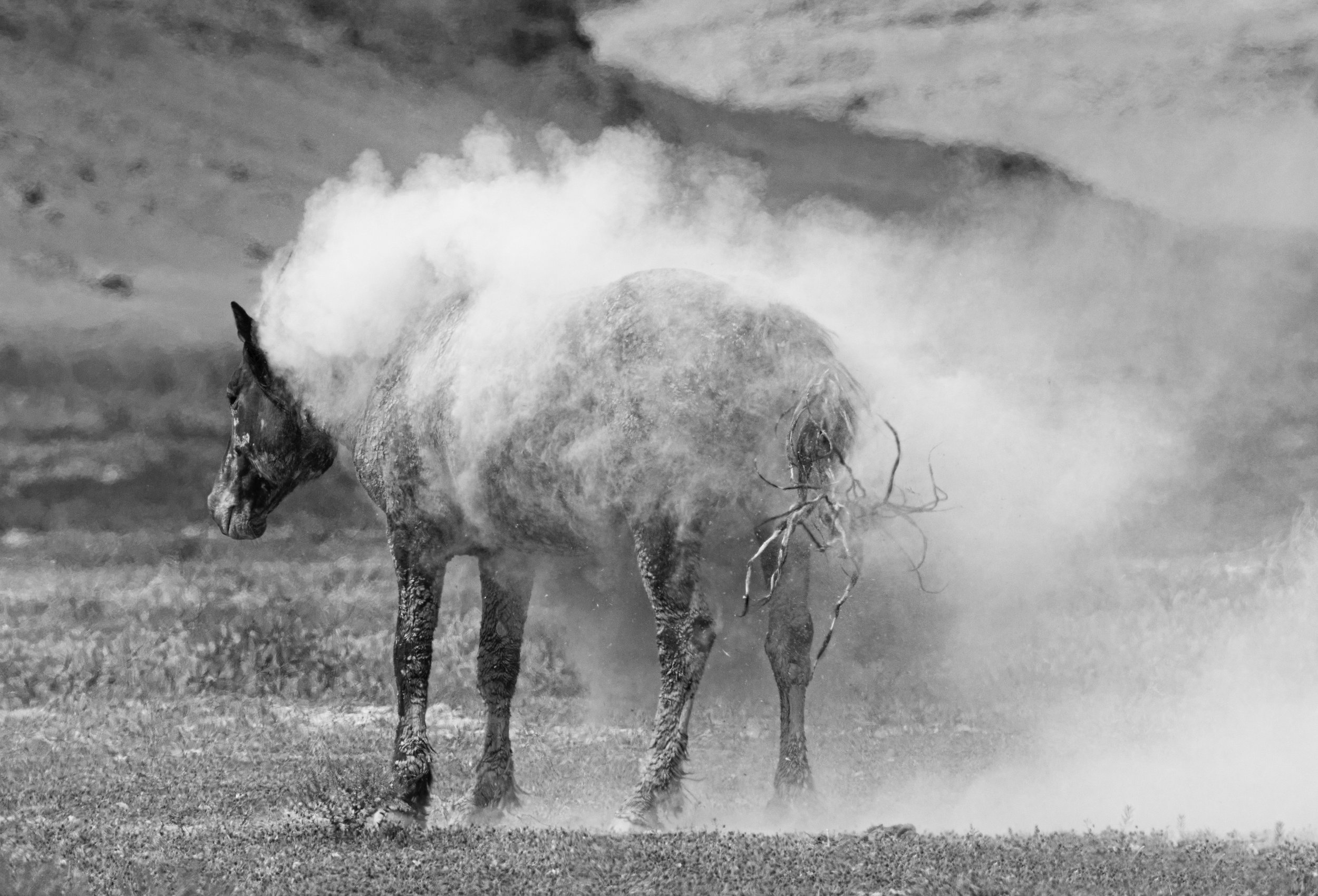 dustbath.jpg