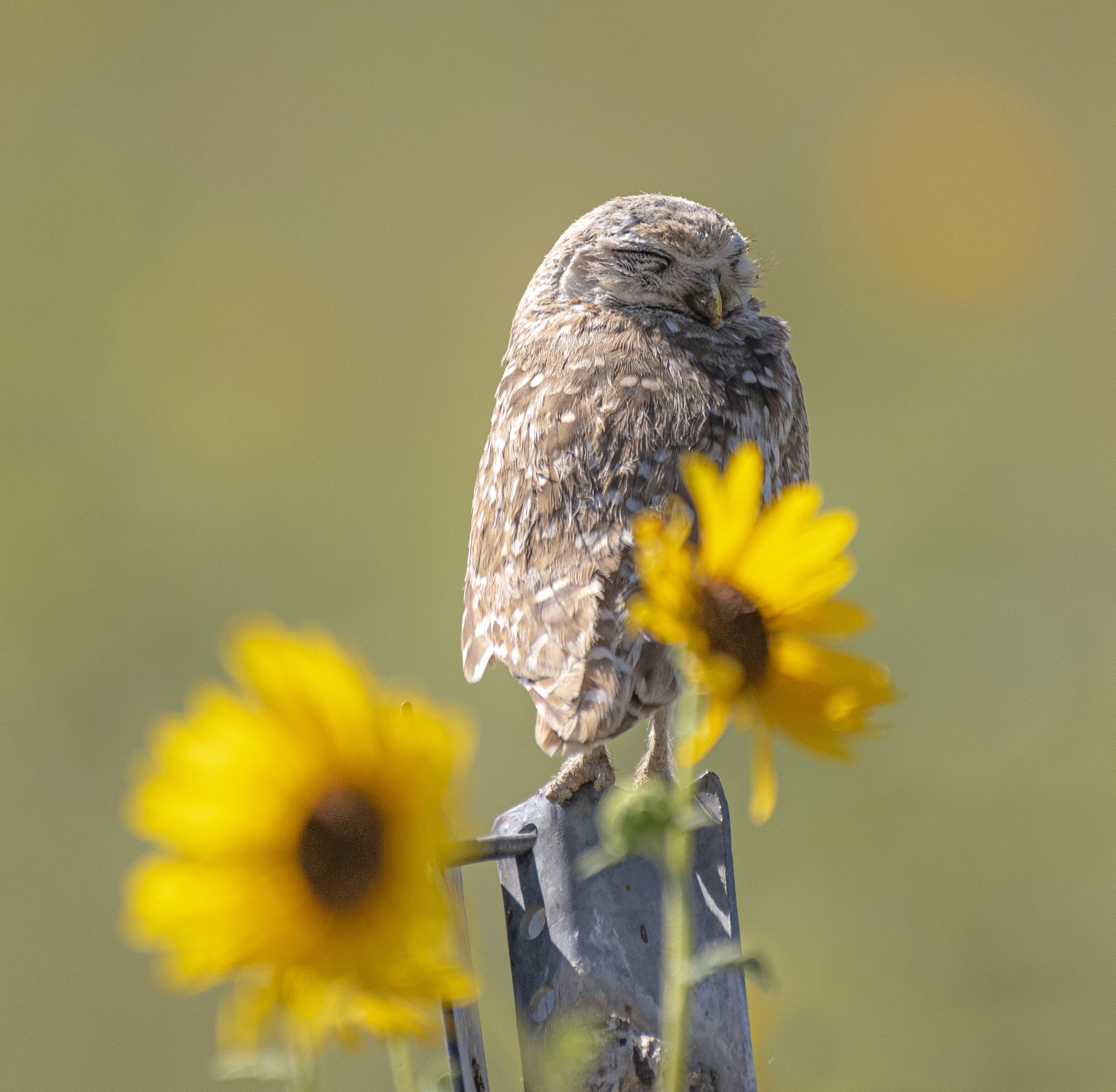 sleepingburrowingowl.jpg