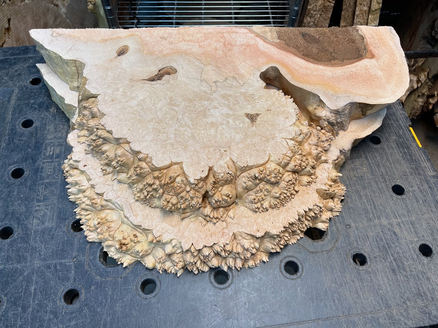 🚨 🌳4️⃣8️⃣Hour Burl Auction Alert! 🌳🚨

🔥2️⃣Premium live edge, highly figured, quilted spalted ambrosia flame maple burl slabs

🪵 Dimensions: sizes pictured
⏰ Auction Ends: November 4th at 6 PM PST
💵 Starting Bid: $220
🔺 Minimum Incremental inc