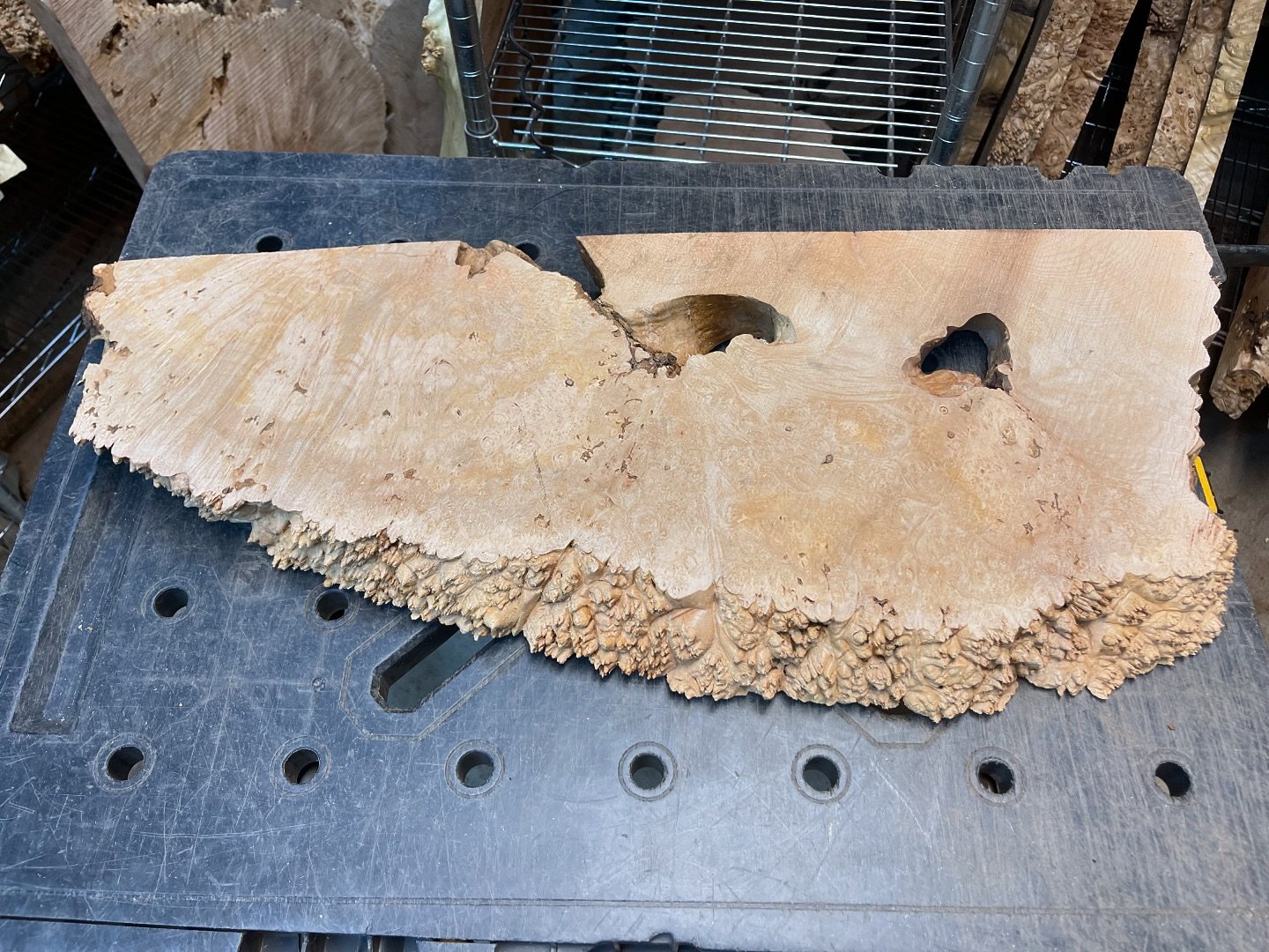 🚨 🌳4️⃣8️⃣Hour Burl Auction Alert! 🌳🚨

🔥Premium live edge, highly figured, quilted birdseye flame maple burl slab

🪵 Dimensions: 31&rdquo;x13&rdquo;x2&rdquo;
⏰ Auction Ends: November 4th at 6 PM PST
💵 Starting Bid: $140
🔺 Minimum Incremental i