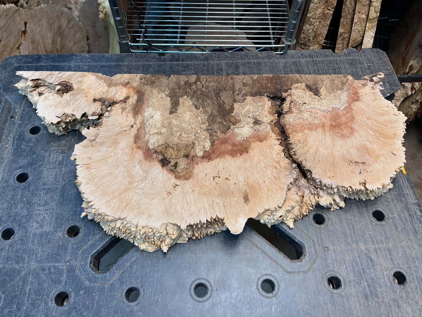 🚨 🌳4️⃣8️⃣Hour Burl Auction Alert! 🌳🚨

🔥Premium live edge, highly figured, quilted spalted ambrosia flame maple burl slab

🪵 Dimensions: 28&rdquo;x12&rdquo;x2&rdquo;
⏰ Auction Ends: November 4th at 6 PM PST
💵 Starting Bid: $125
🔺 Minimum Incre