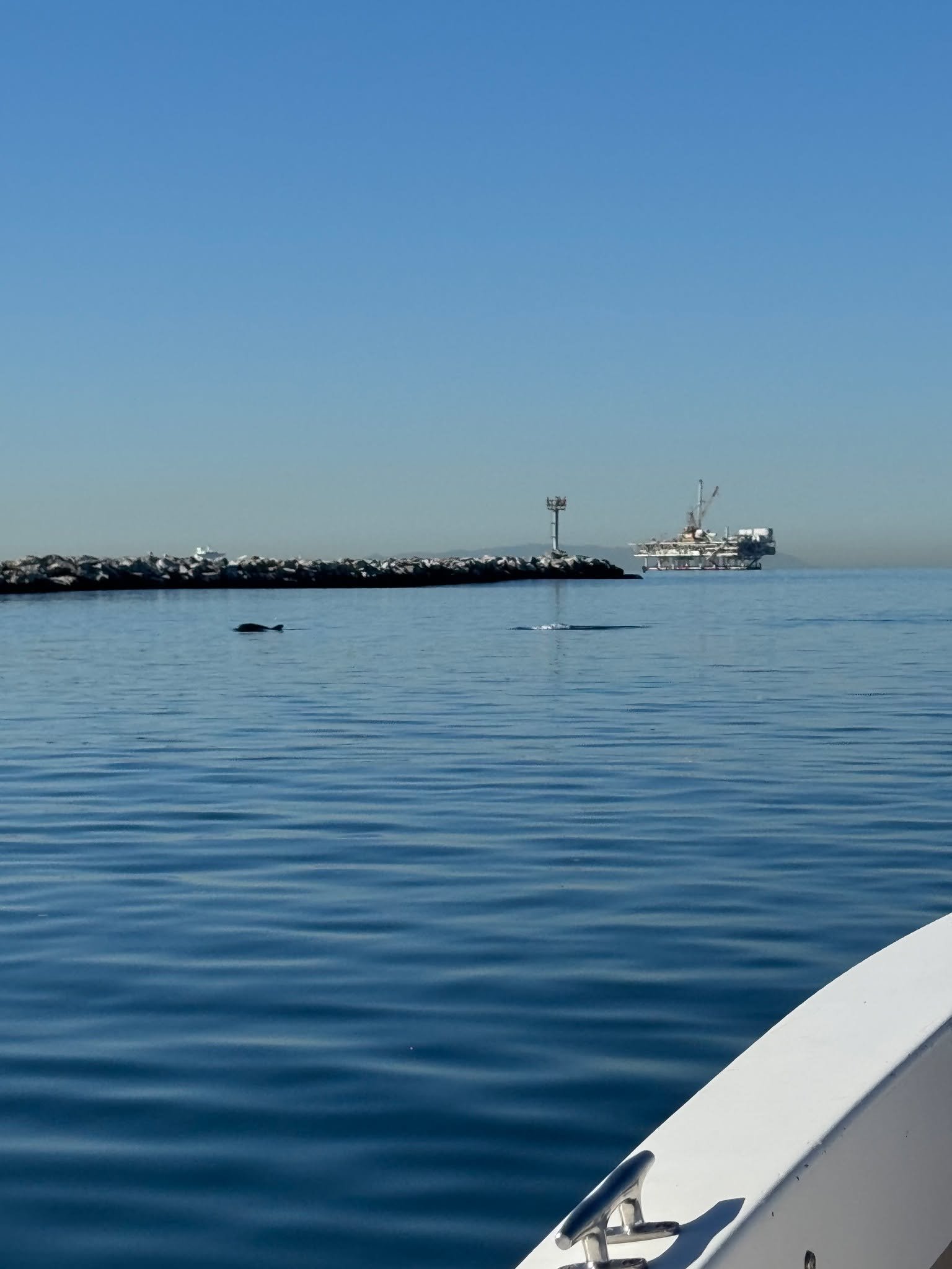 Celebrating National Dolphin Day by keeping our waters dolphin-approved! #pumpdontdump