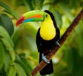 Rain Forest Critter Camp