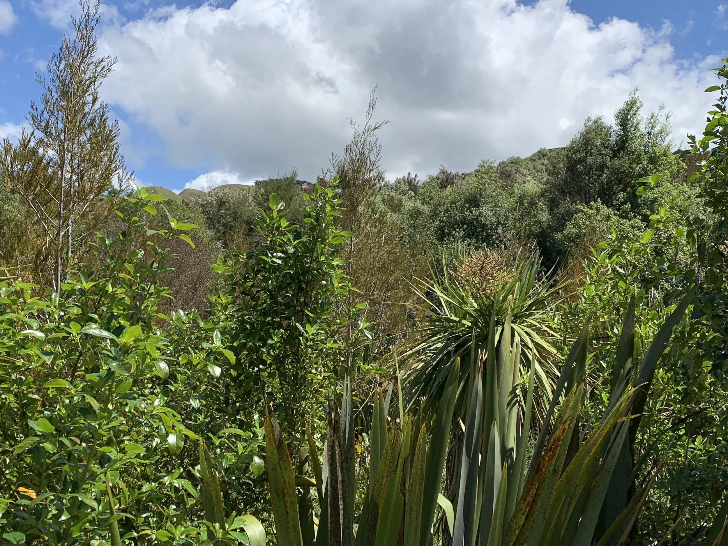 Commemorative Plantings