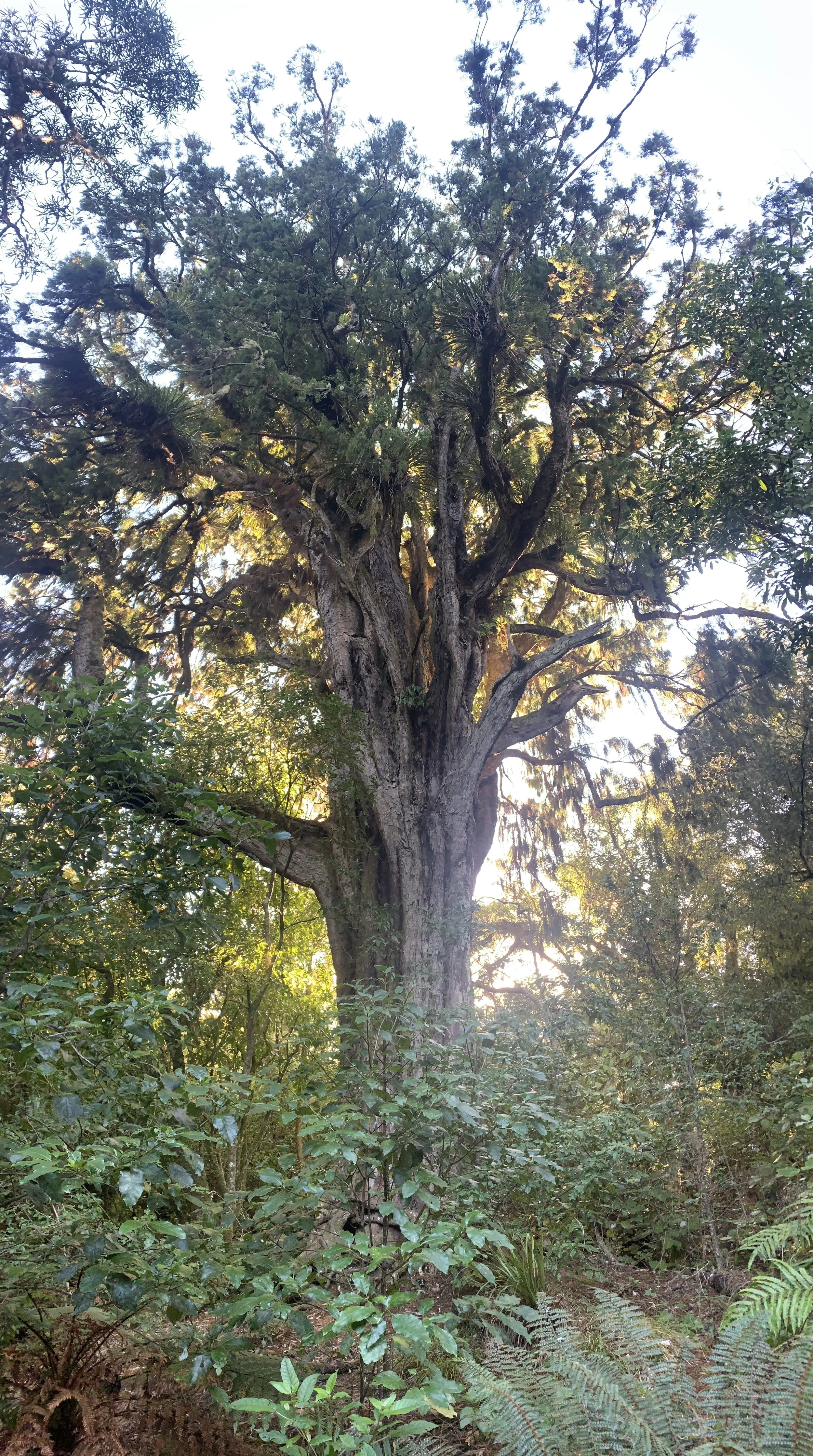 100 year of Forests and NZIF - A History