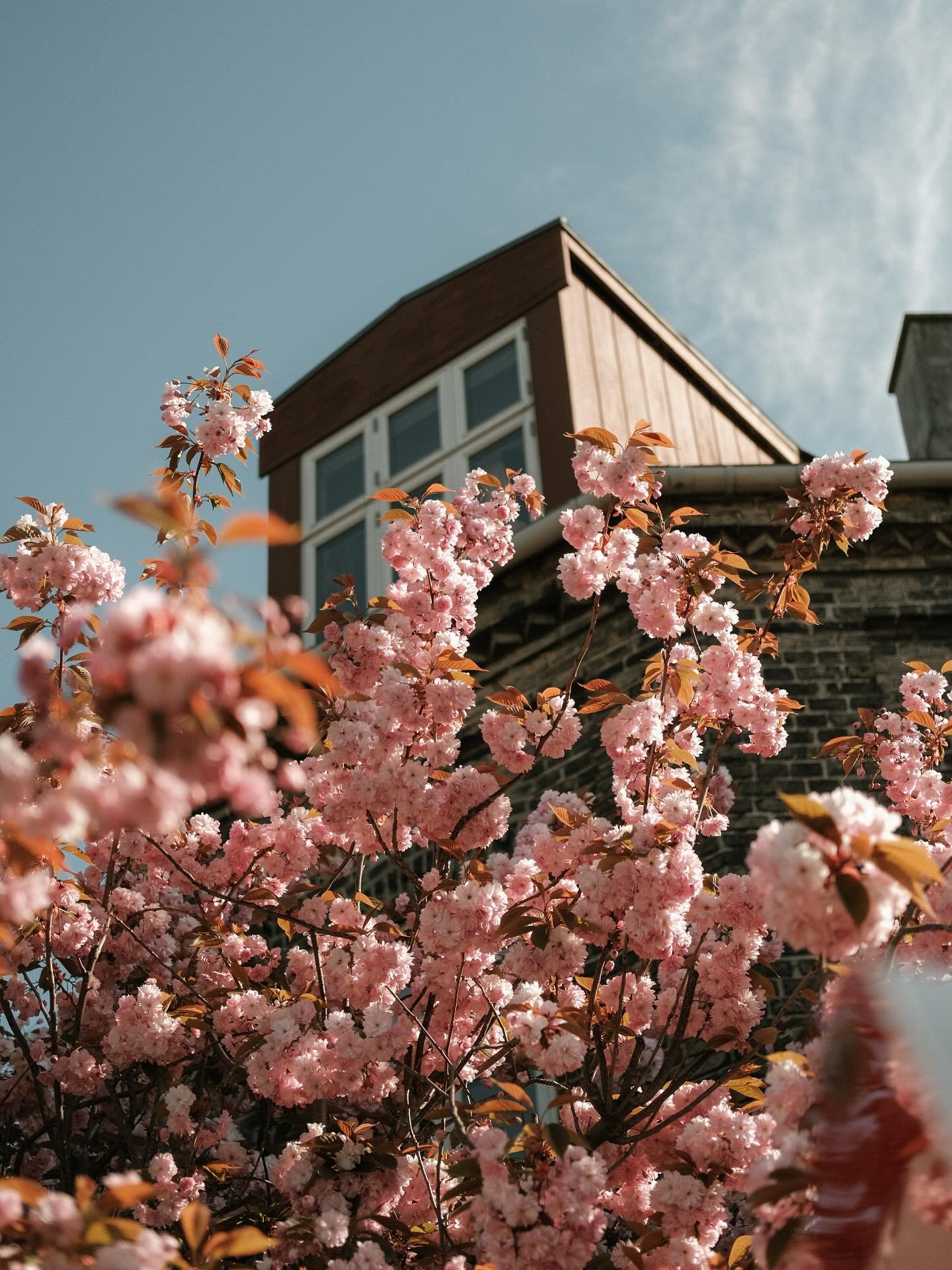 Some of my fave pics from a weekend spent swooning over flowers in Copenhagen. I&rsquo;ve uploaded a new blog post on the website with more of my pics and some details of what we got up to incase it&rsquo;s of interest to anyone!

Link in bio 🤍