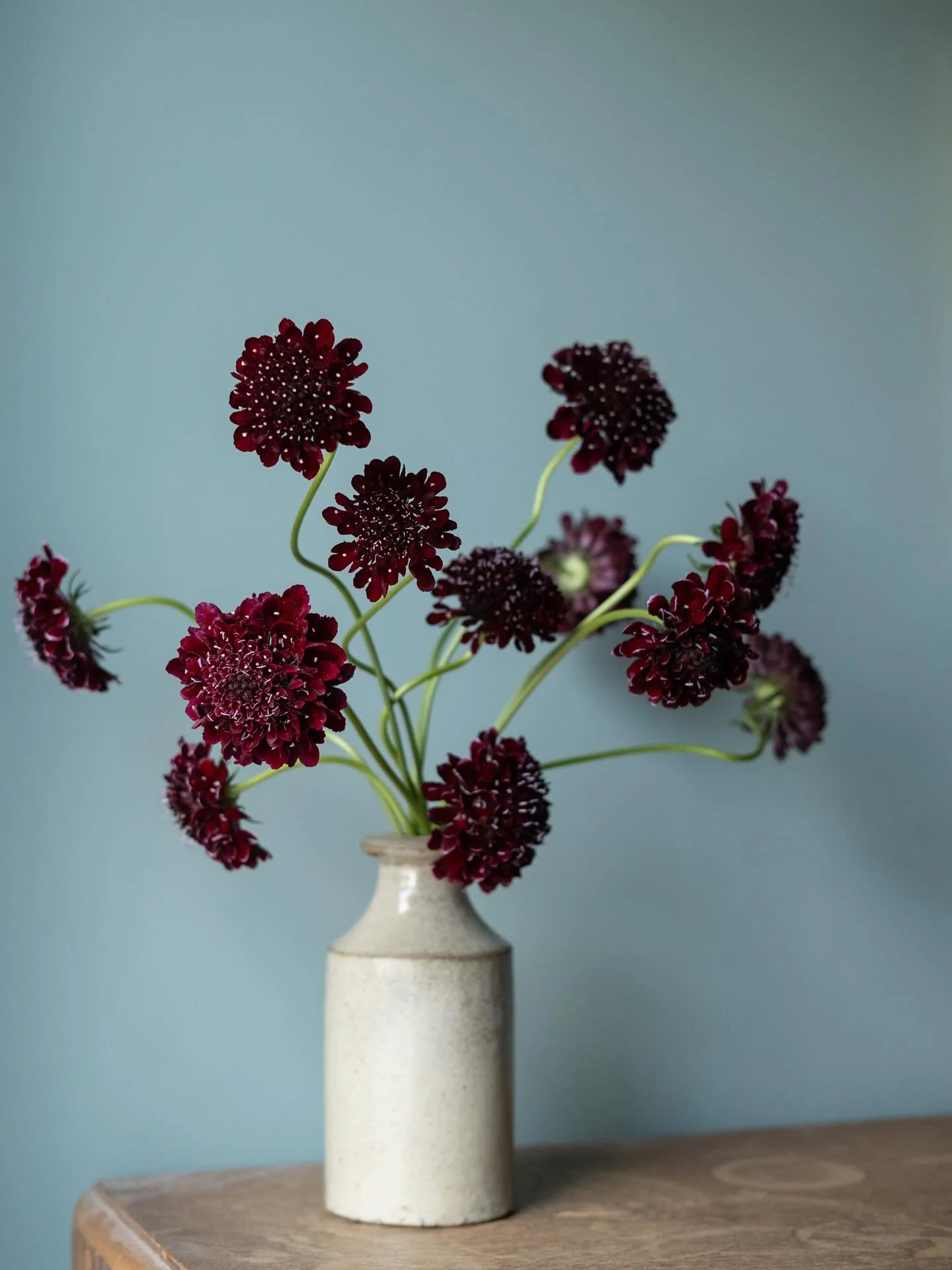 Not had much time for flower arranging for fun the past couple of weeks but today I chucked some of my velvety favourites in a vase and they looked so good against the blue ❤️&zwj;🔥

Many things were destroyed by Mondays storm, but it&rsquo;s okay -
