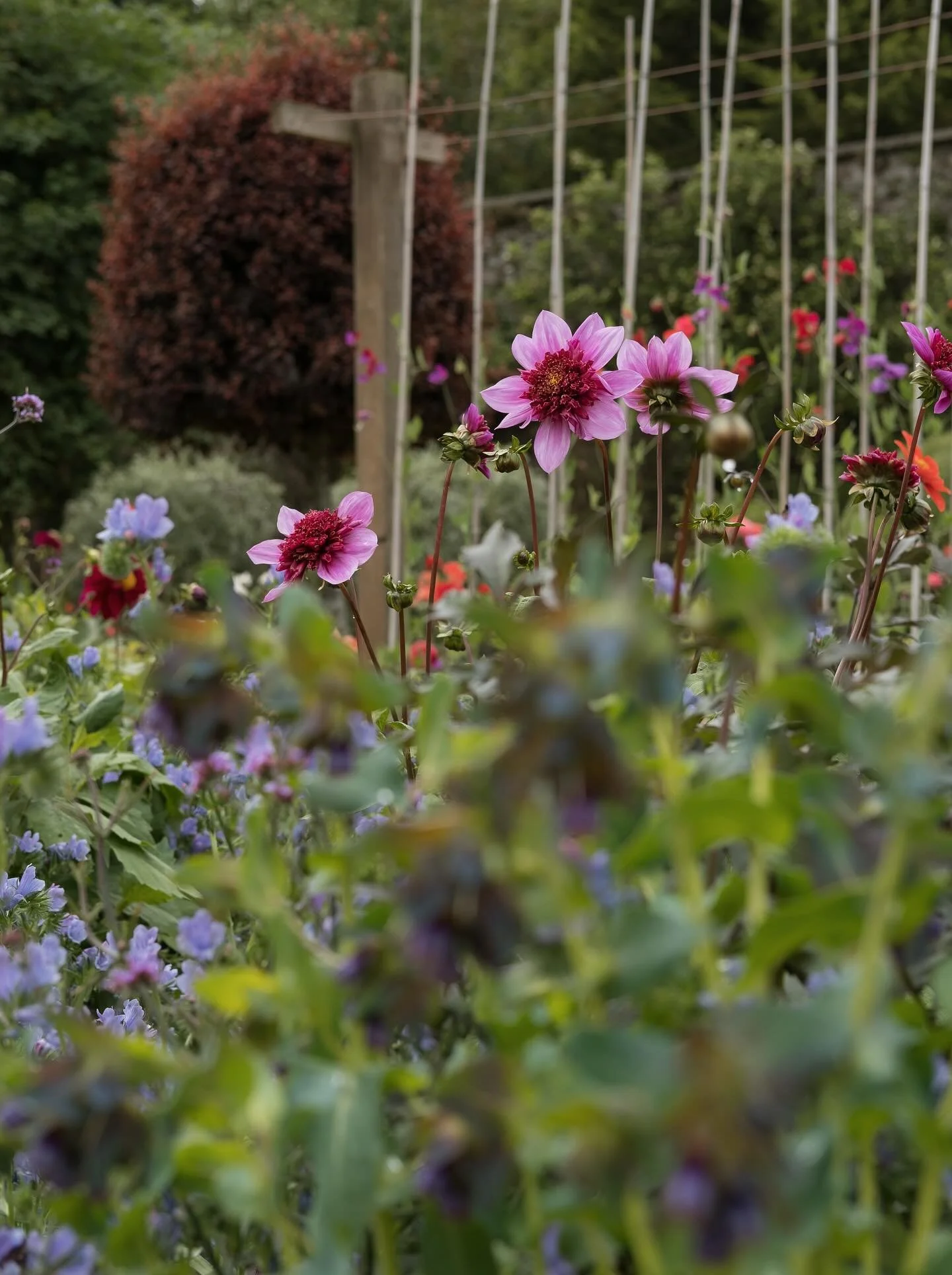 I&rsquo;ve recently started working a couple days a week at the beautiful @kailzieestate walled garden to learn all there is to learn about working in a formal garden. 

Such a treat to spend time here, highly recommend a visit before the gardens clo