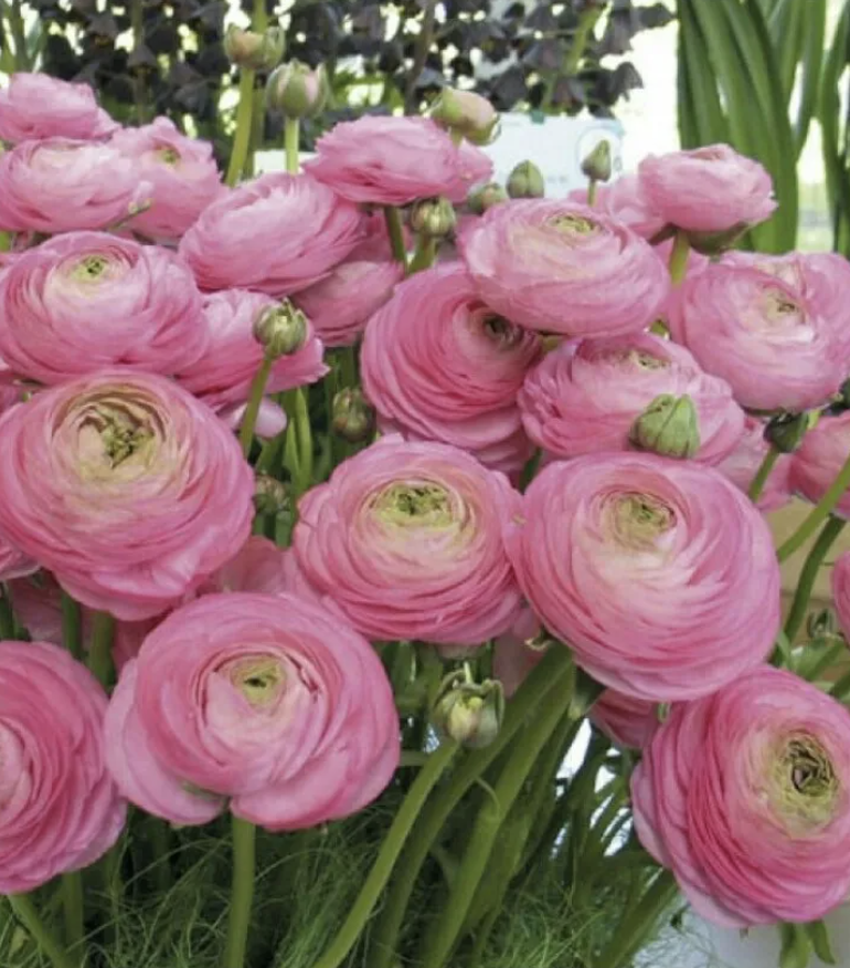 Aviv Rose Ranunculus Corms