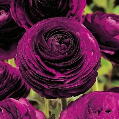 Aviv Purple Ranunculus Corms