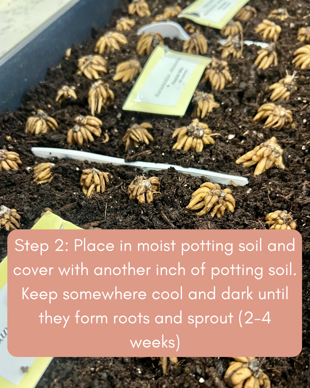 Step 2 Soil.png (Copy) (Copy) (Copy)