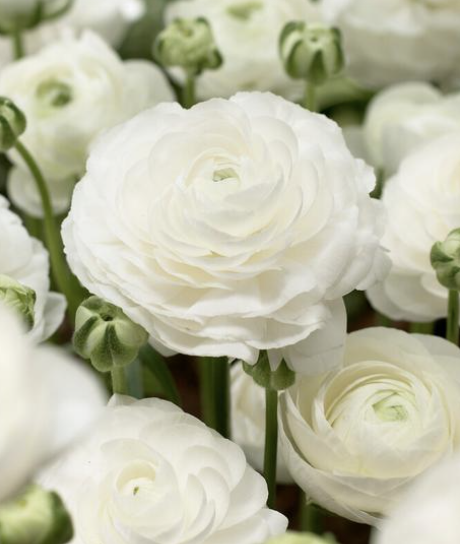 Aviv White Ranunculus Corms