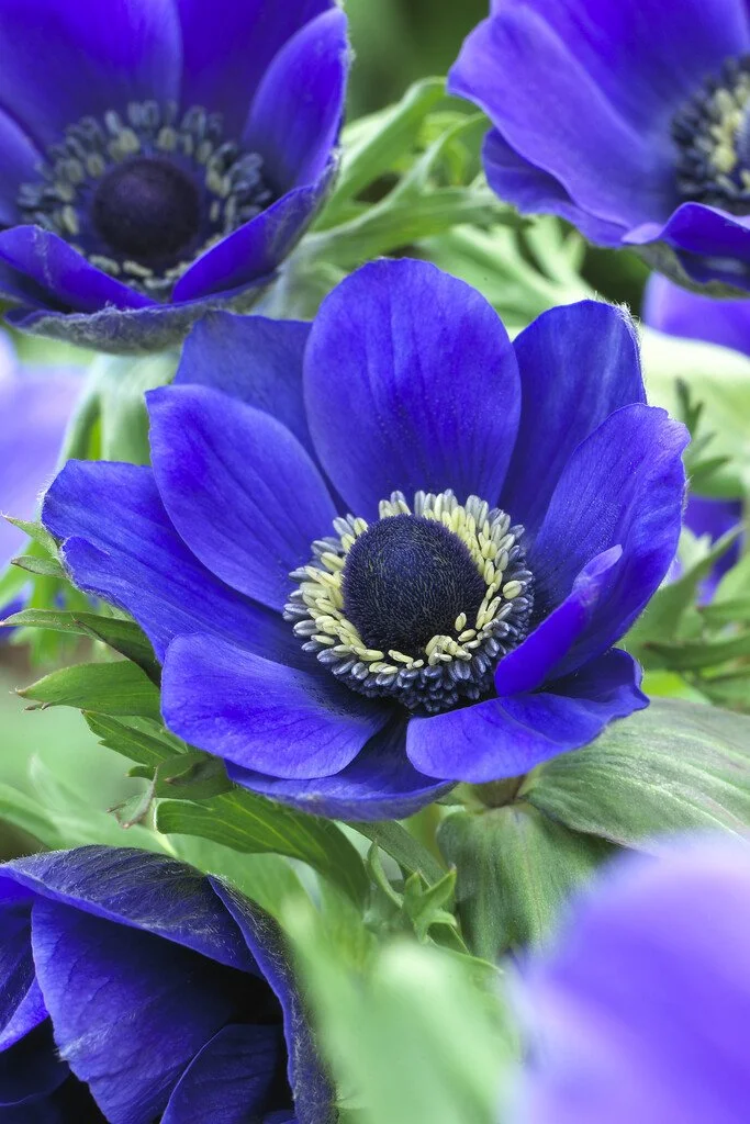 Anenome Mr Fokker.jpg