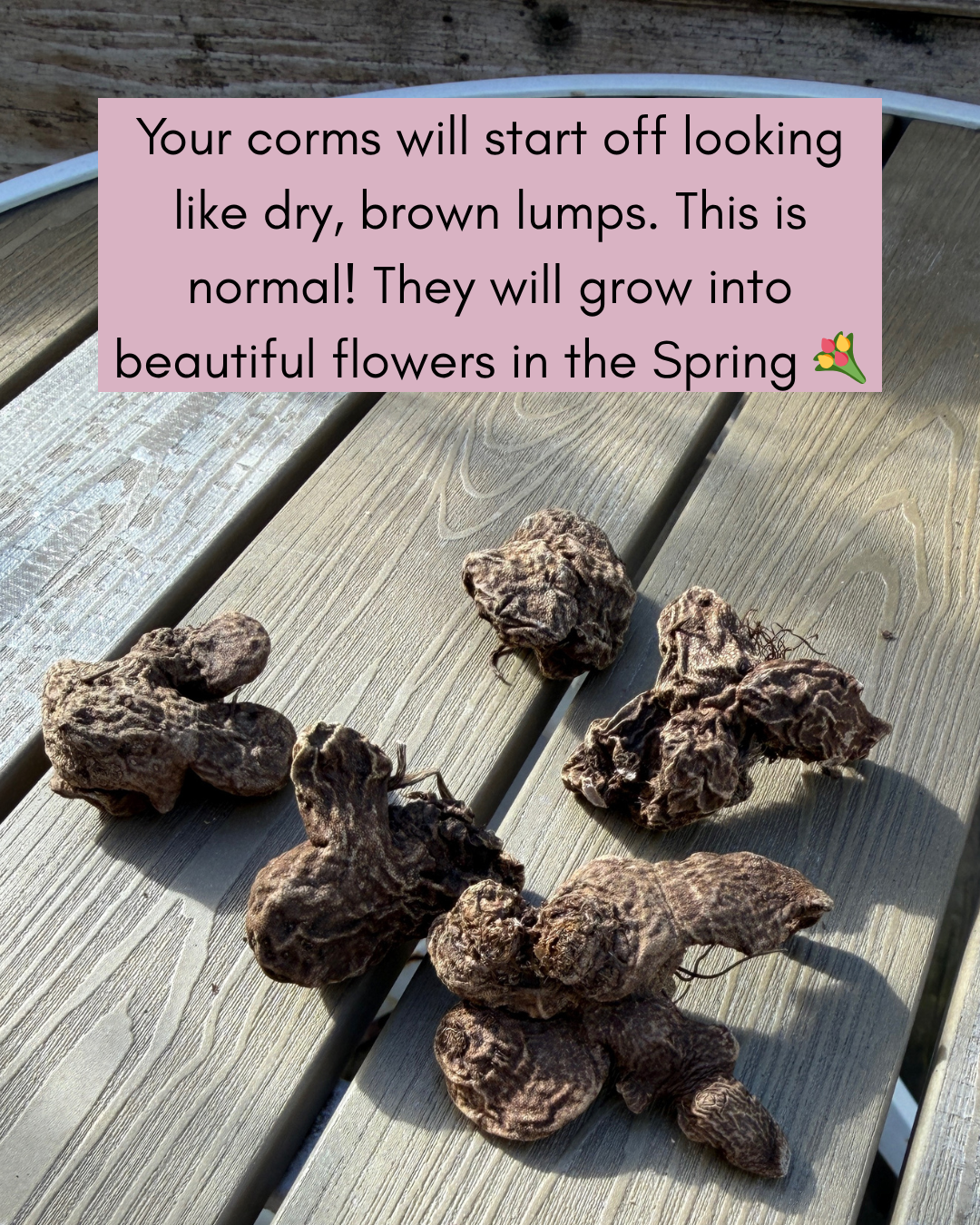 Anenome Corms Caption.png