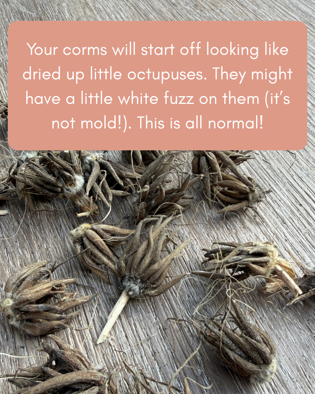 Dried Corms.png (Copy) (Copy) (Copy)