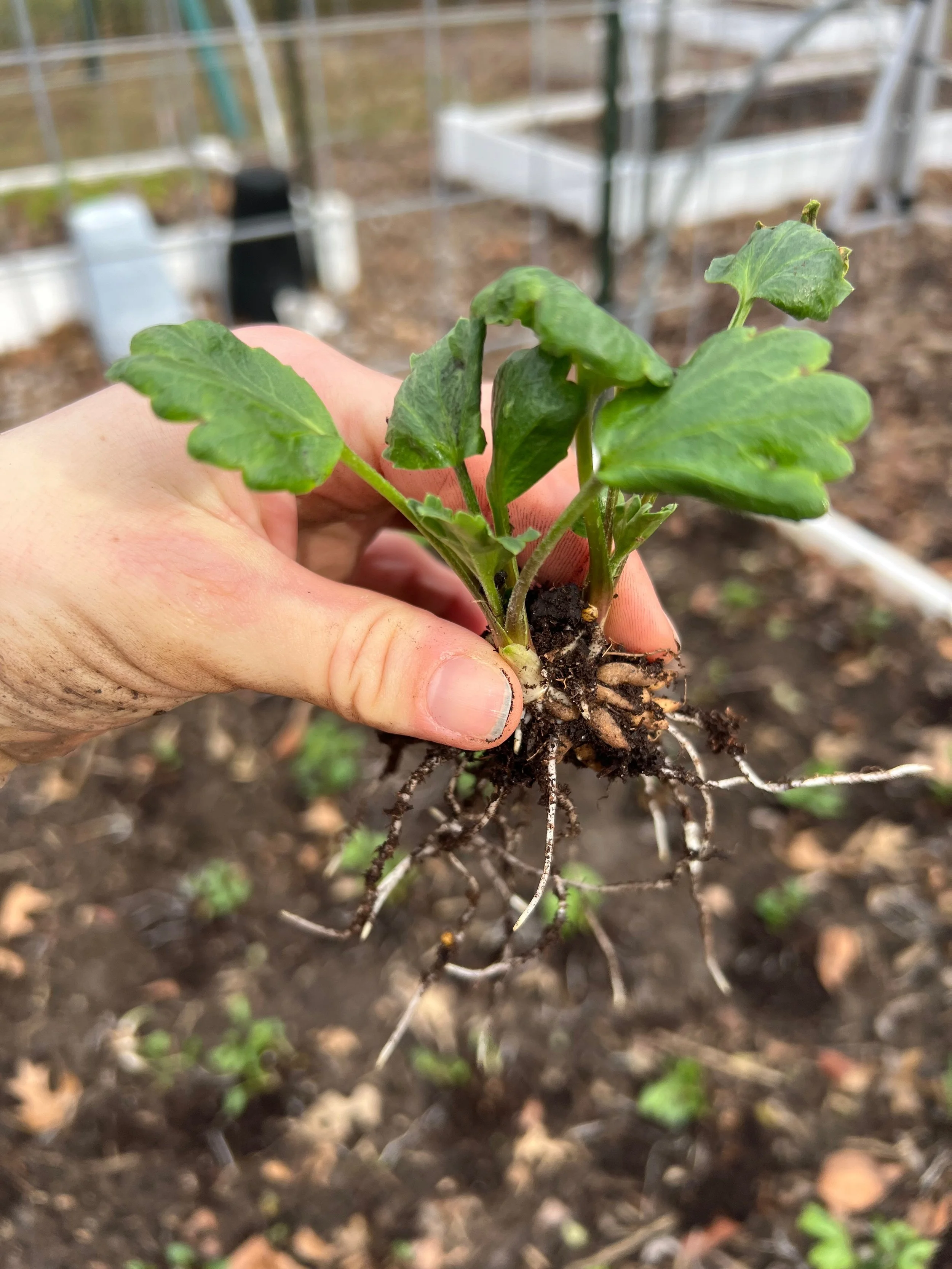 How I Grow Ranunculus in Missouri (Zone 7): A Step-by-Step Guide ...