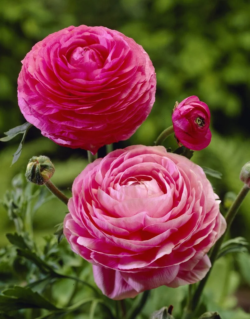 Aviv Pink Ranunculus Corms