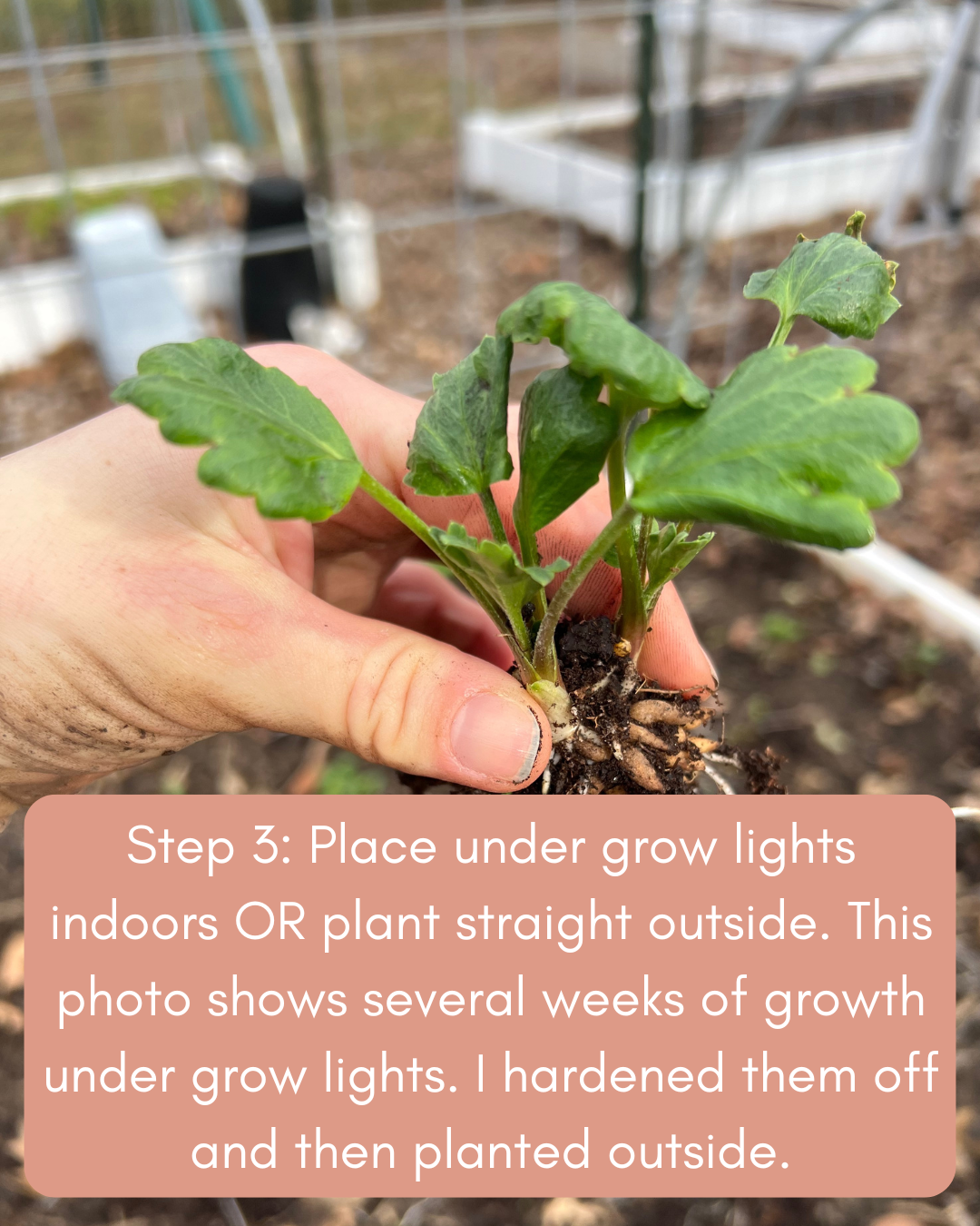 Step 3 Plant.png (Copy) (Copy) (Copy)