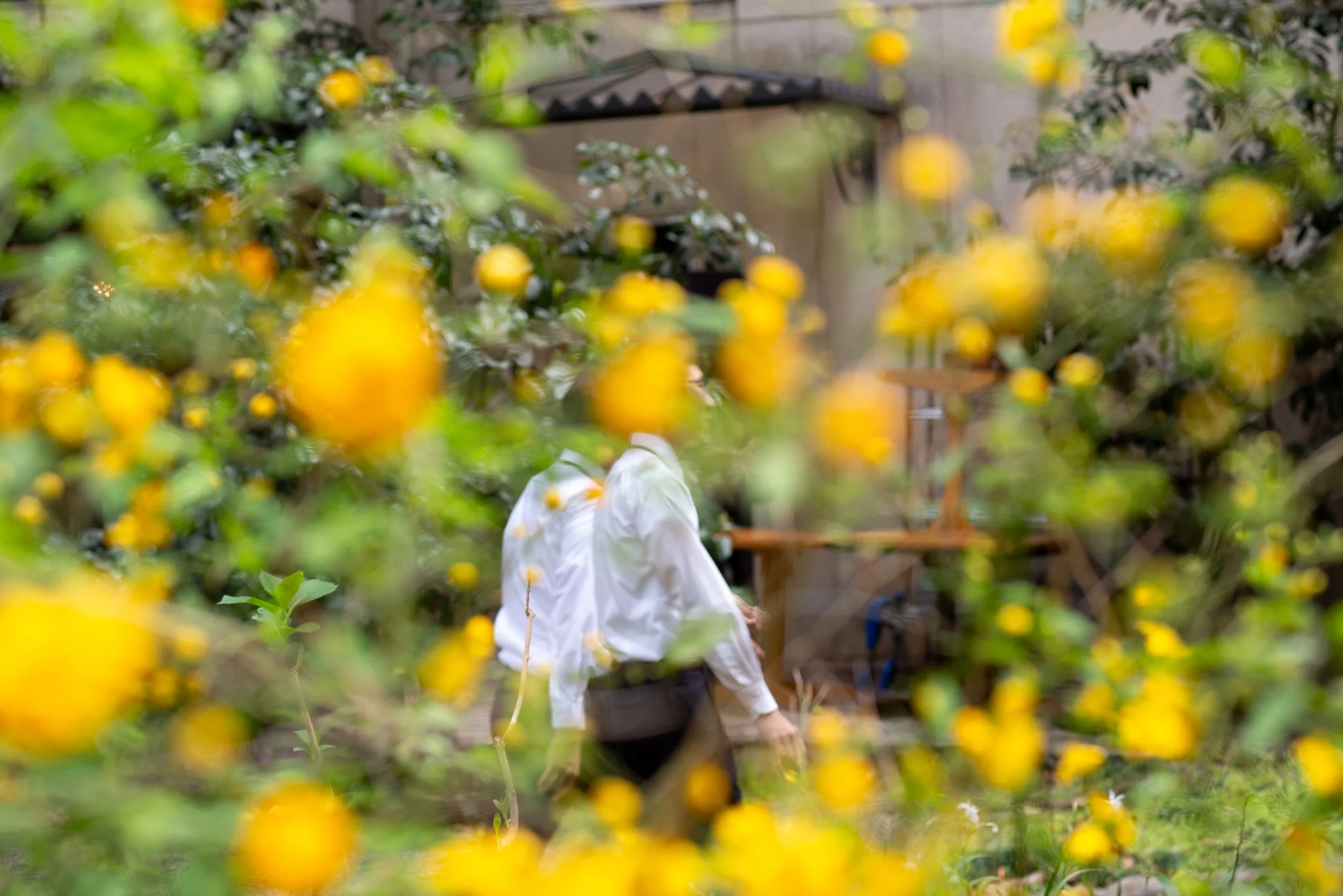 tokyo yellow the suits.jpg