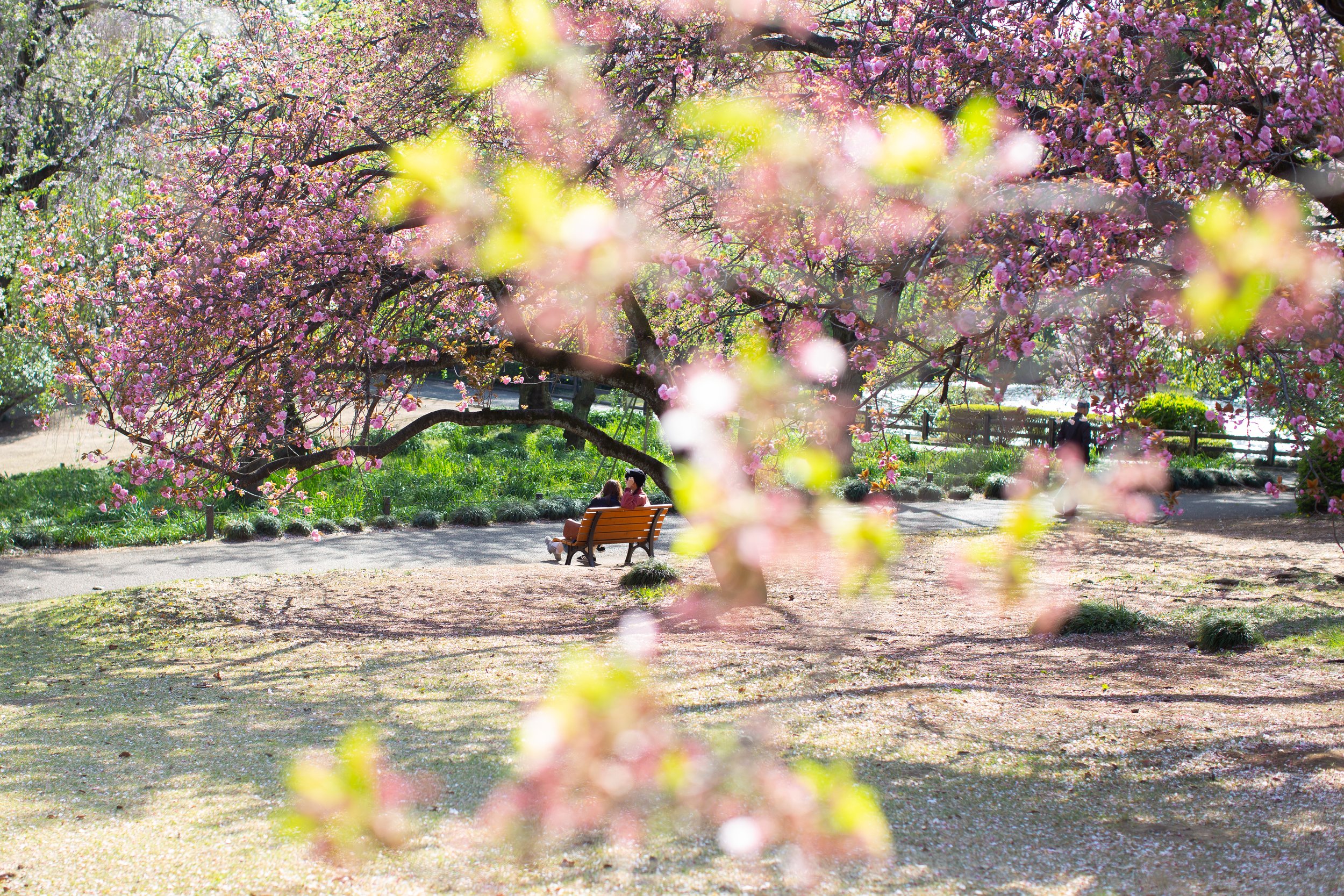 tokyo sakura park bench.jpg