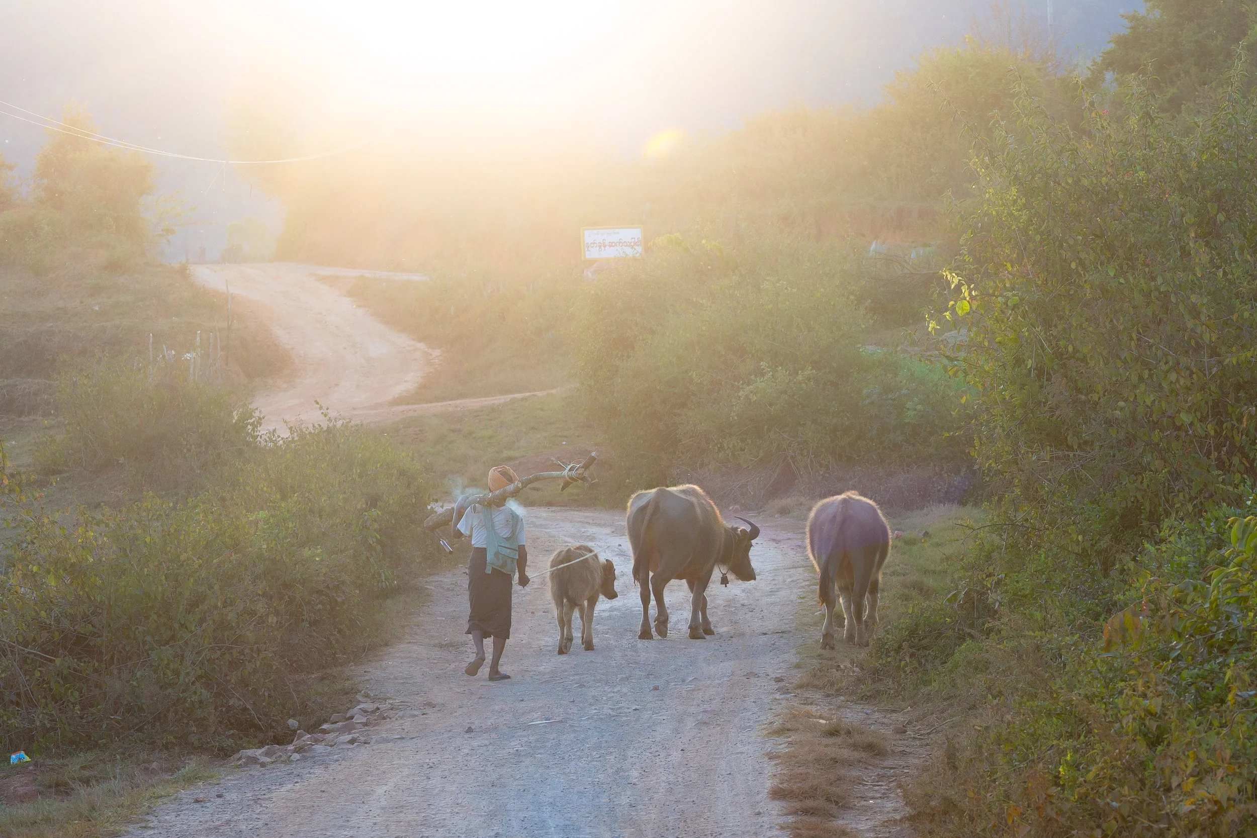 kalaw trek light road cows.jpg