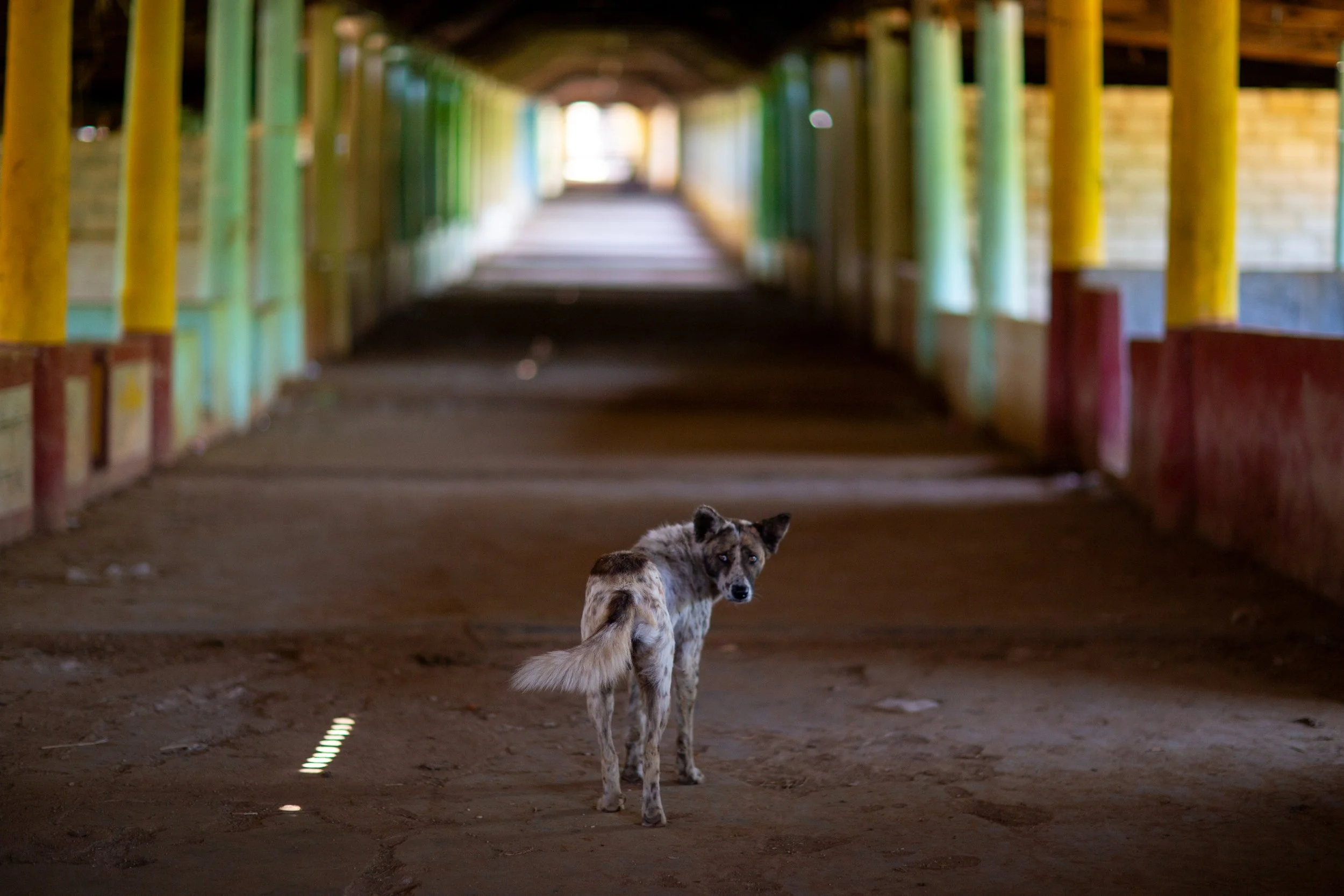 inle puppy look back.jpg
