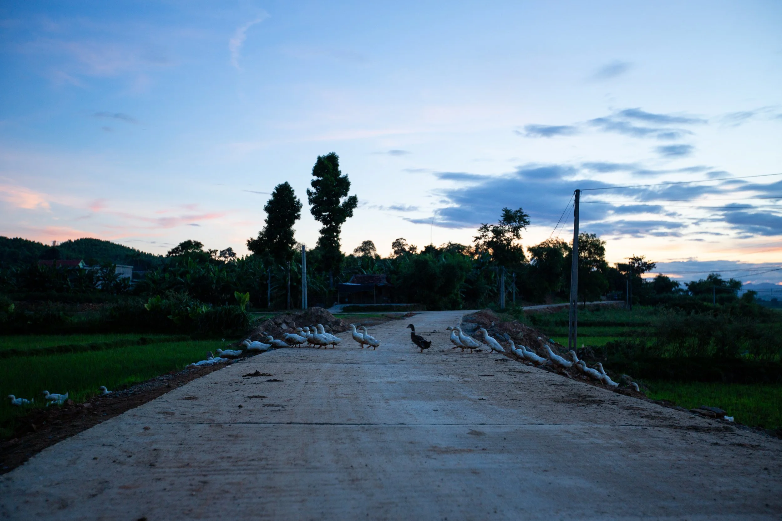 phong nha one black duck.jpg