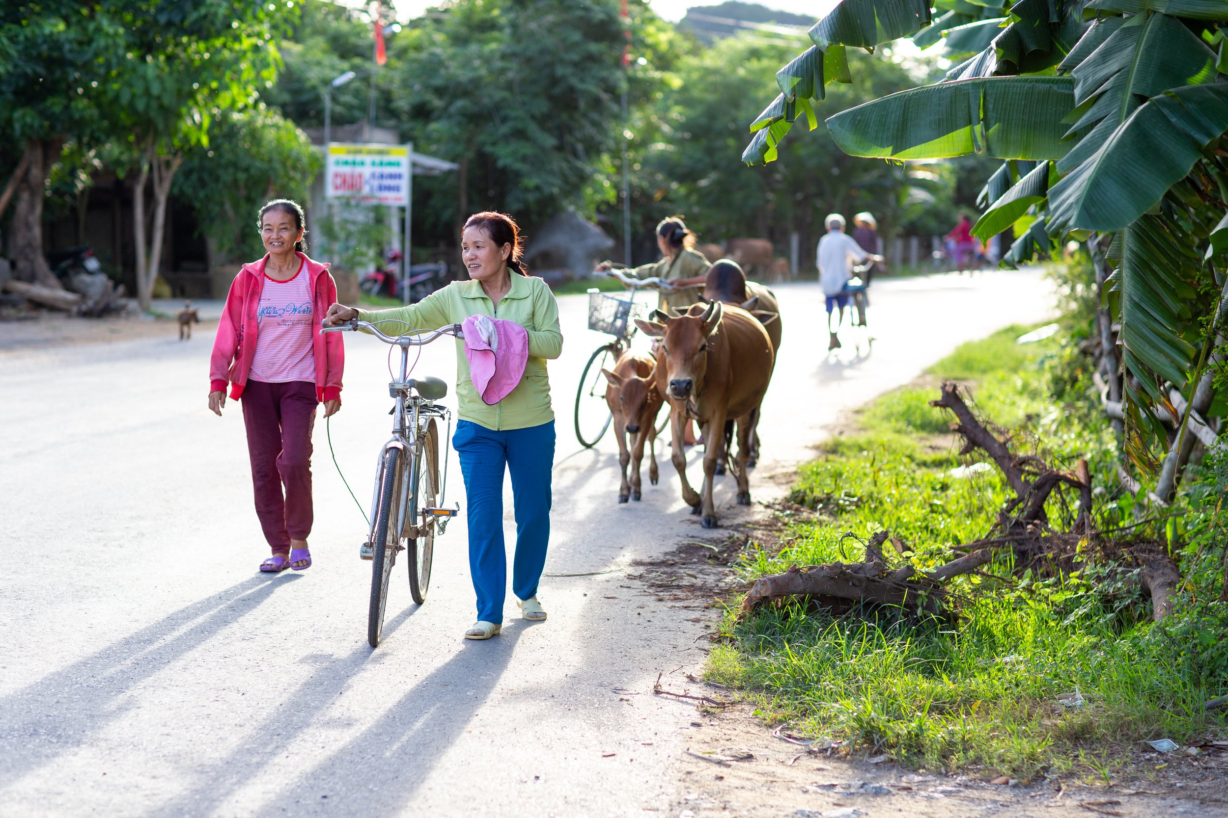 phong nha bike cows.jpg