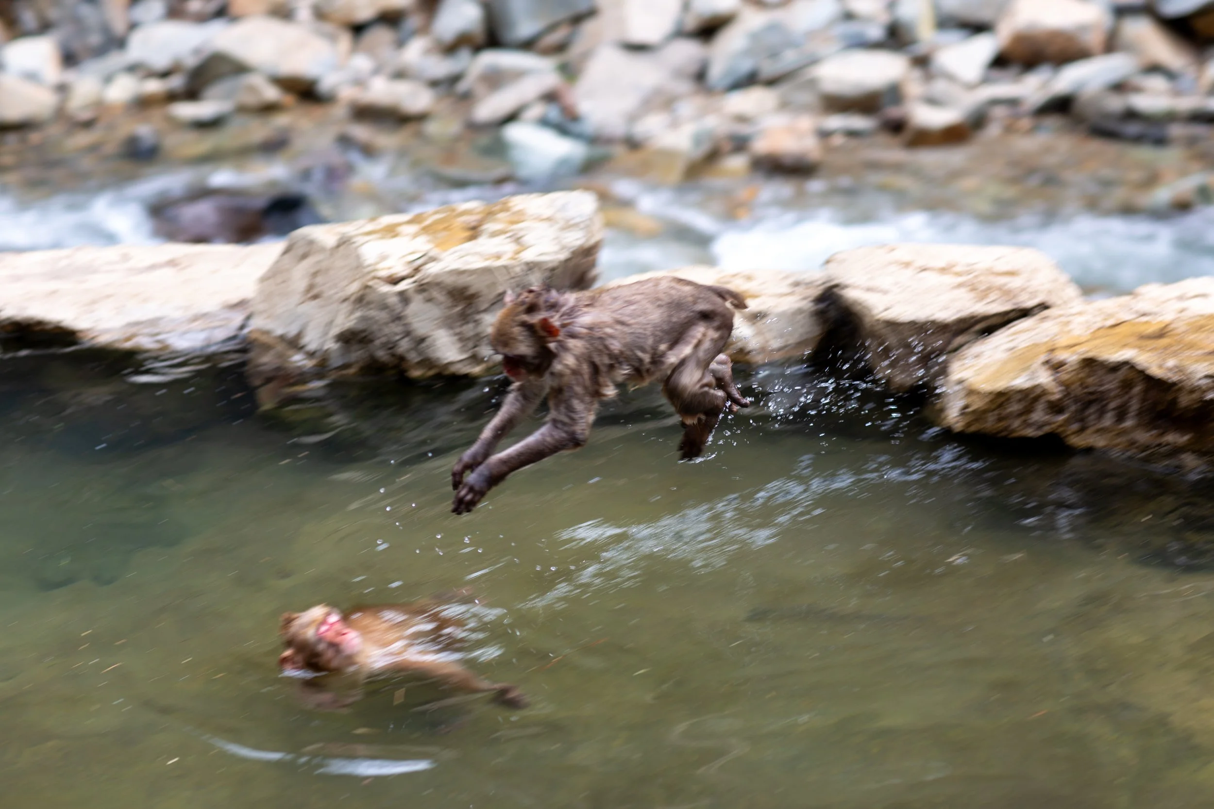 nagano monkey jumps.jpg