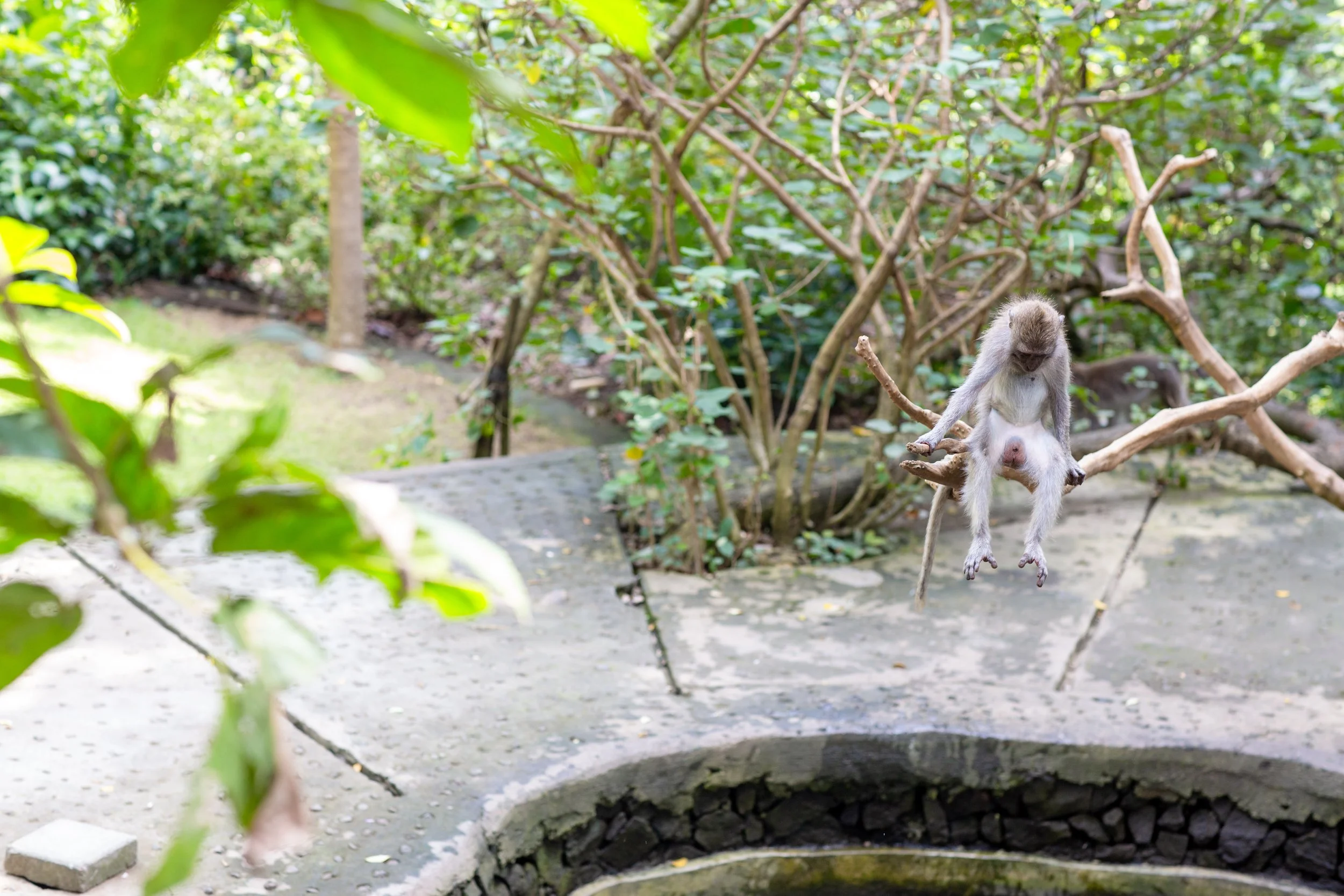 bali monkey ponders.jpg