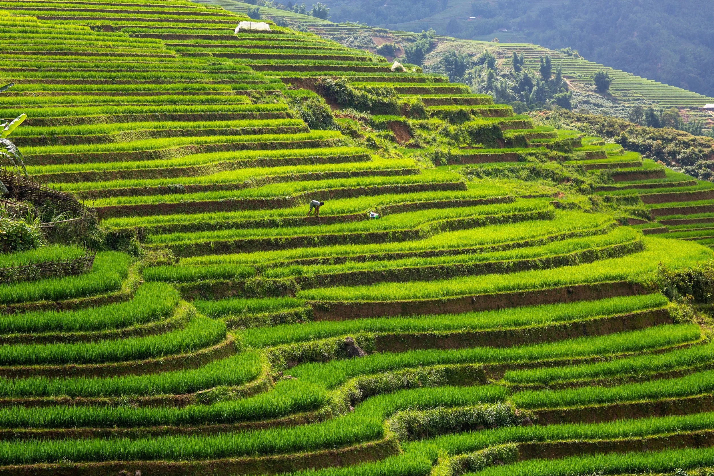 sapa rice terraces.jpg
