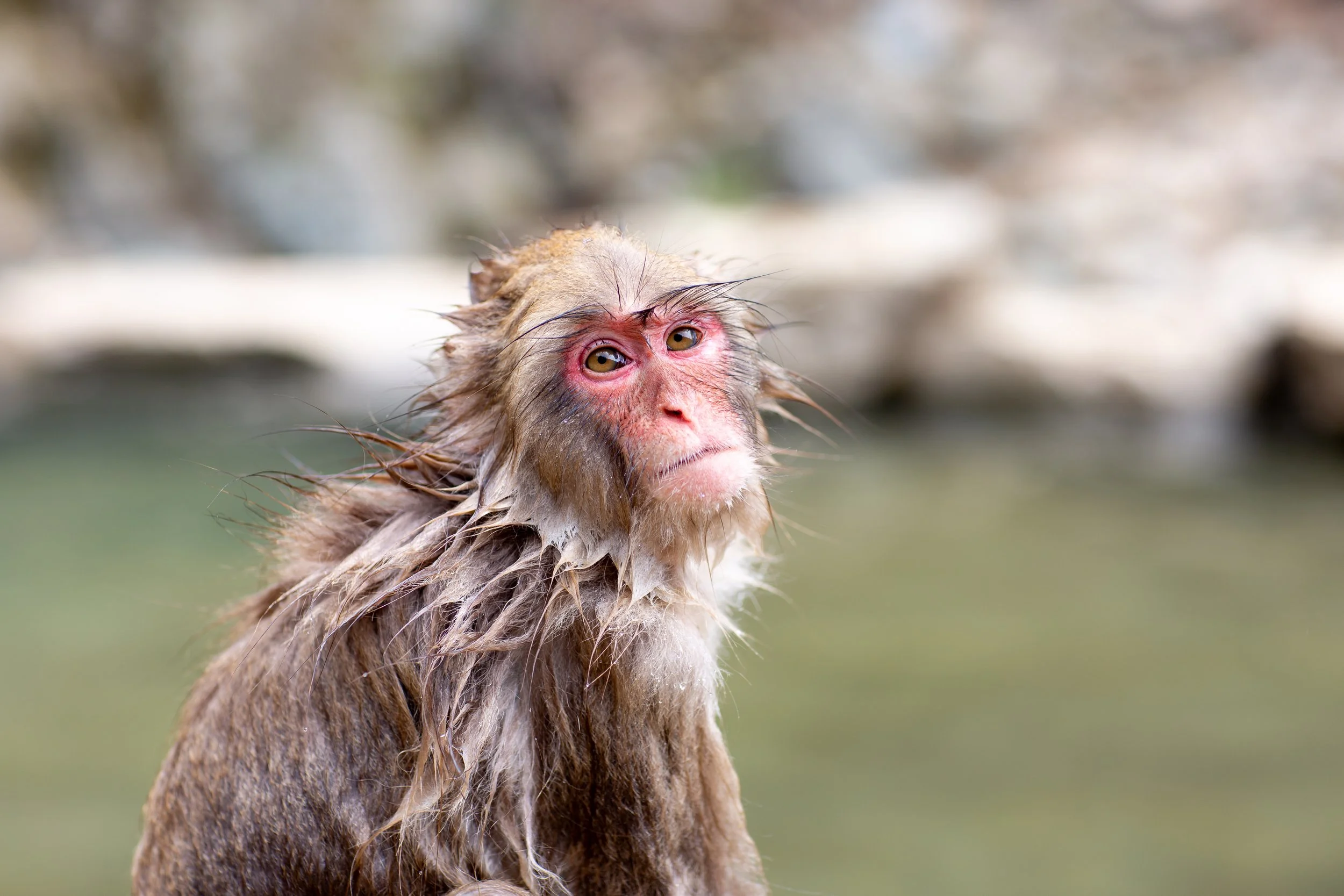 nagano soggy monkey.jpg
