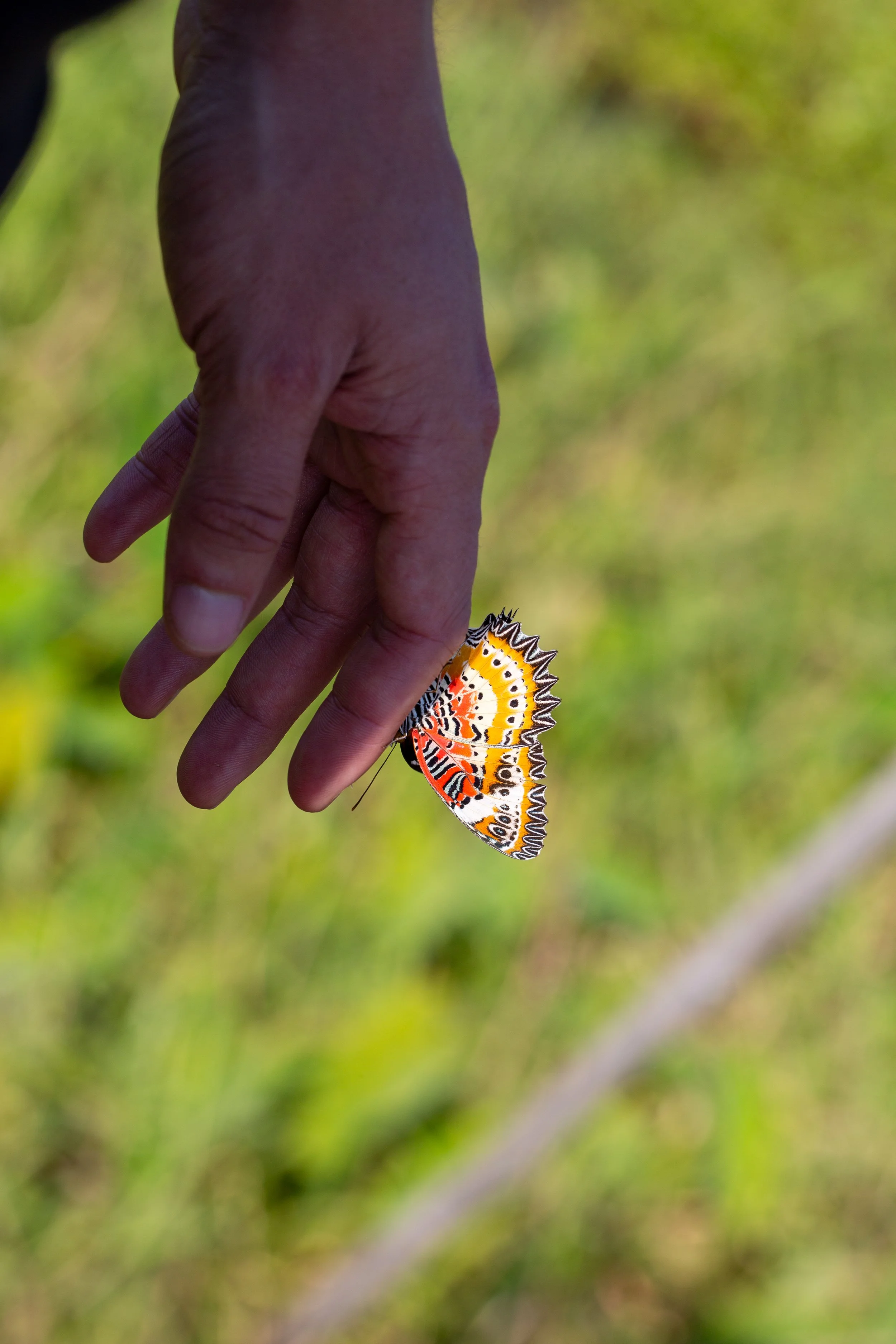 inle butterfly.jpg