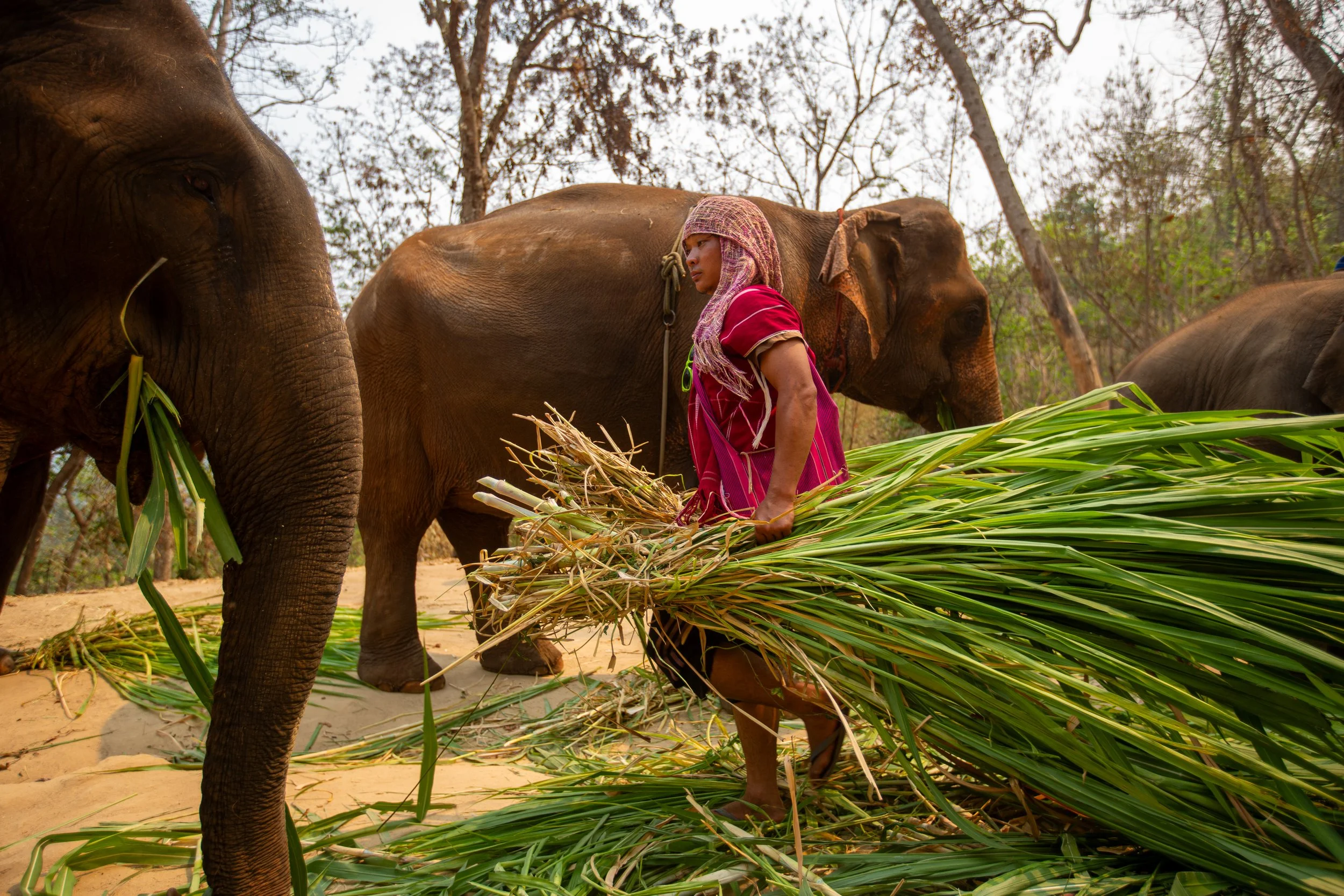 chiang mai elephant man grass.jpg