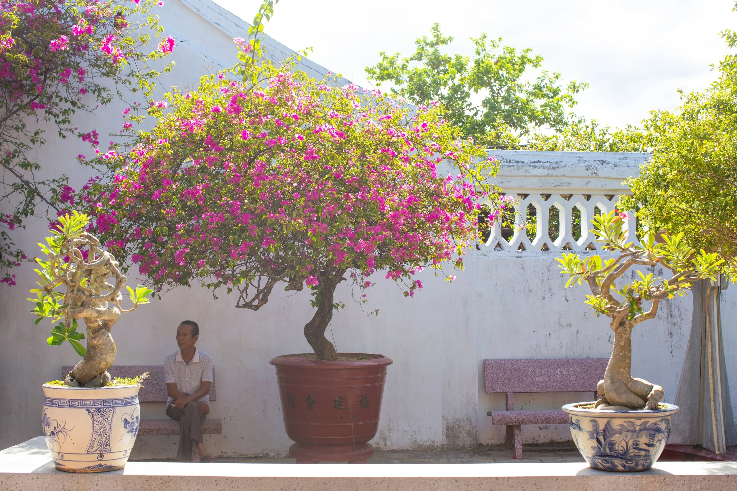 hoi an pink tree bench.jpg