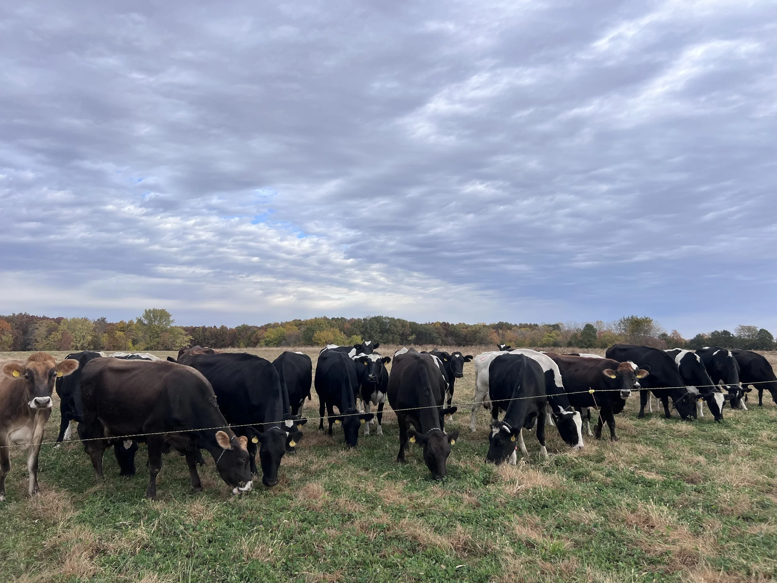 Cows eating grass in a pasture