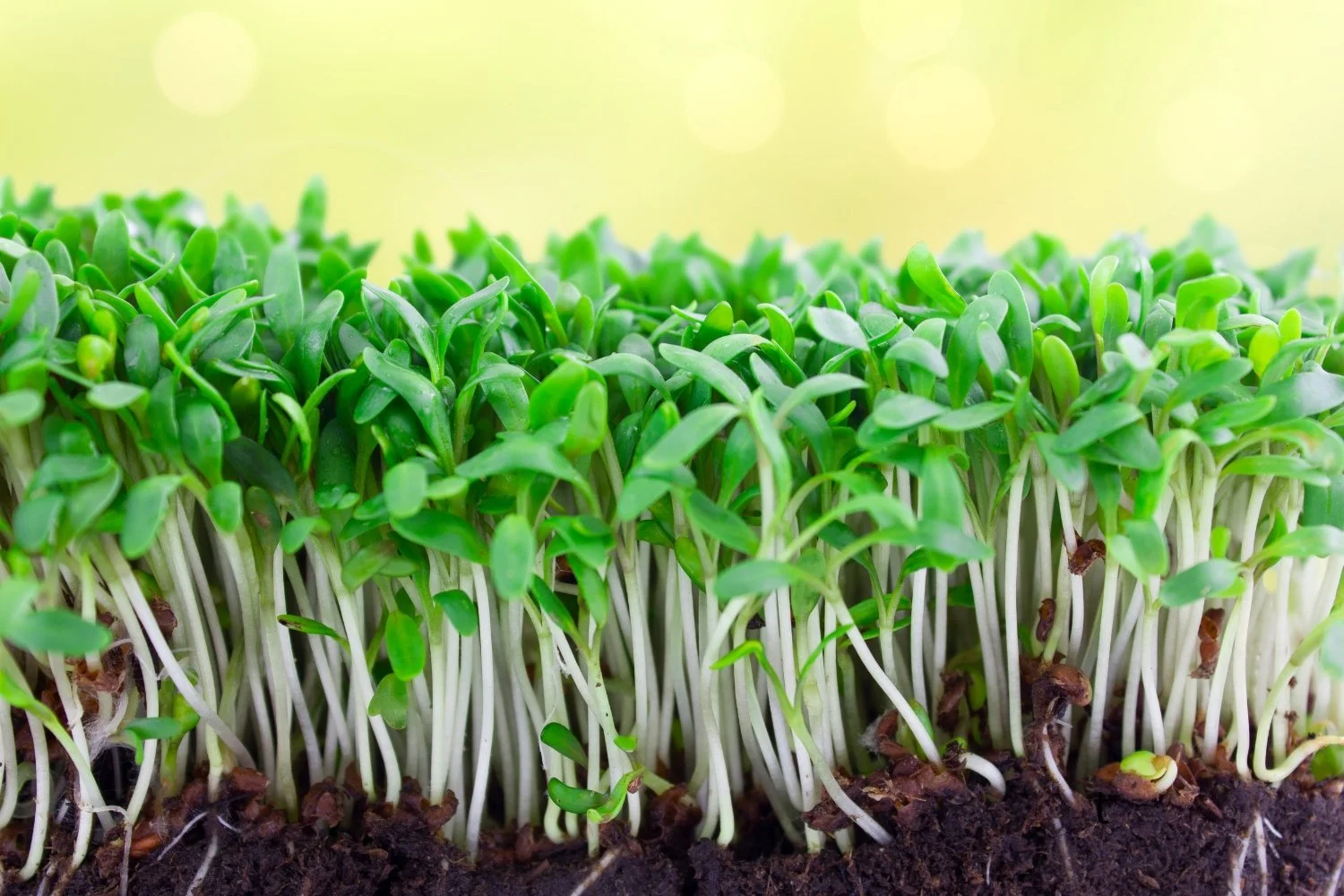 What Do Microgreens Taste Like & What Can You Do with Them? — The Farms ...