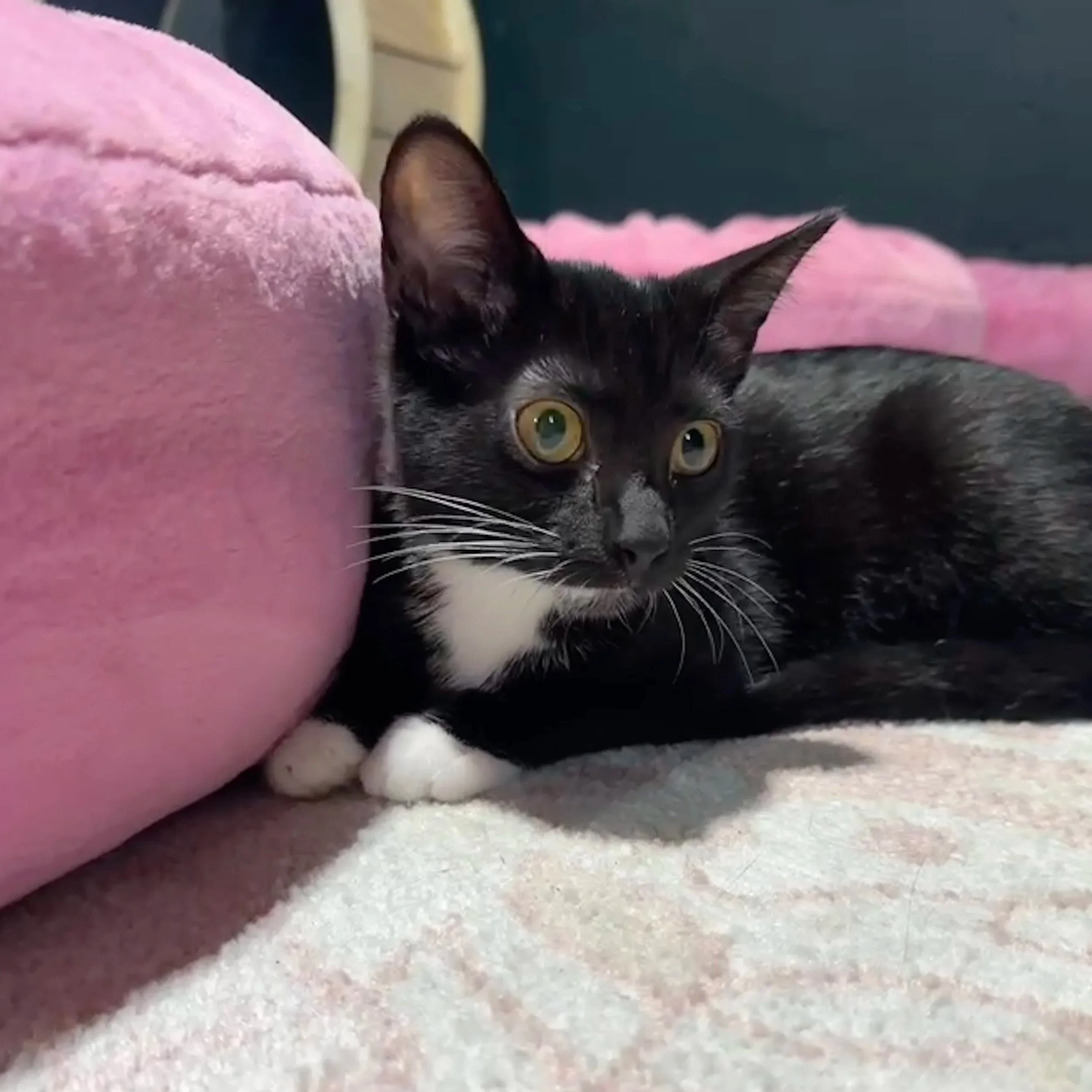 A black and white cat lying on a carpet with a pink plush pillow nearby.