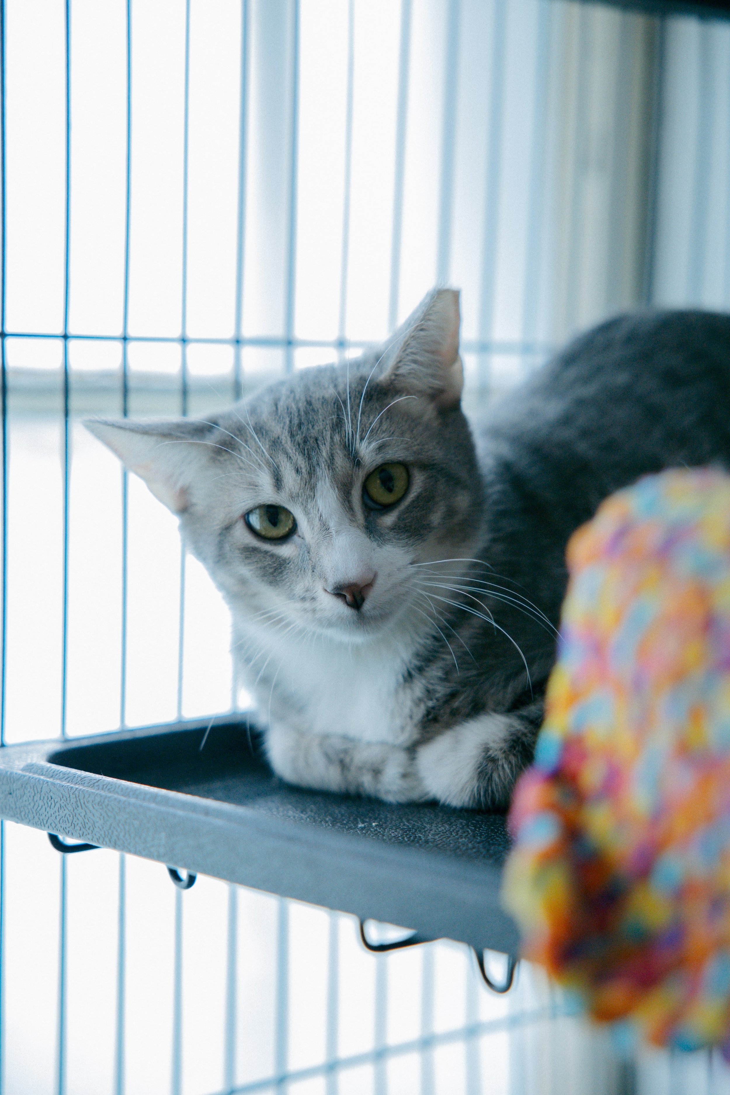 A young kitten with gray and white fur lying close to the wall, looking at the camera with big, curious eyes.