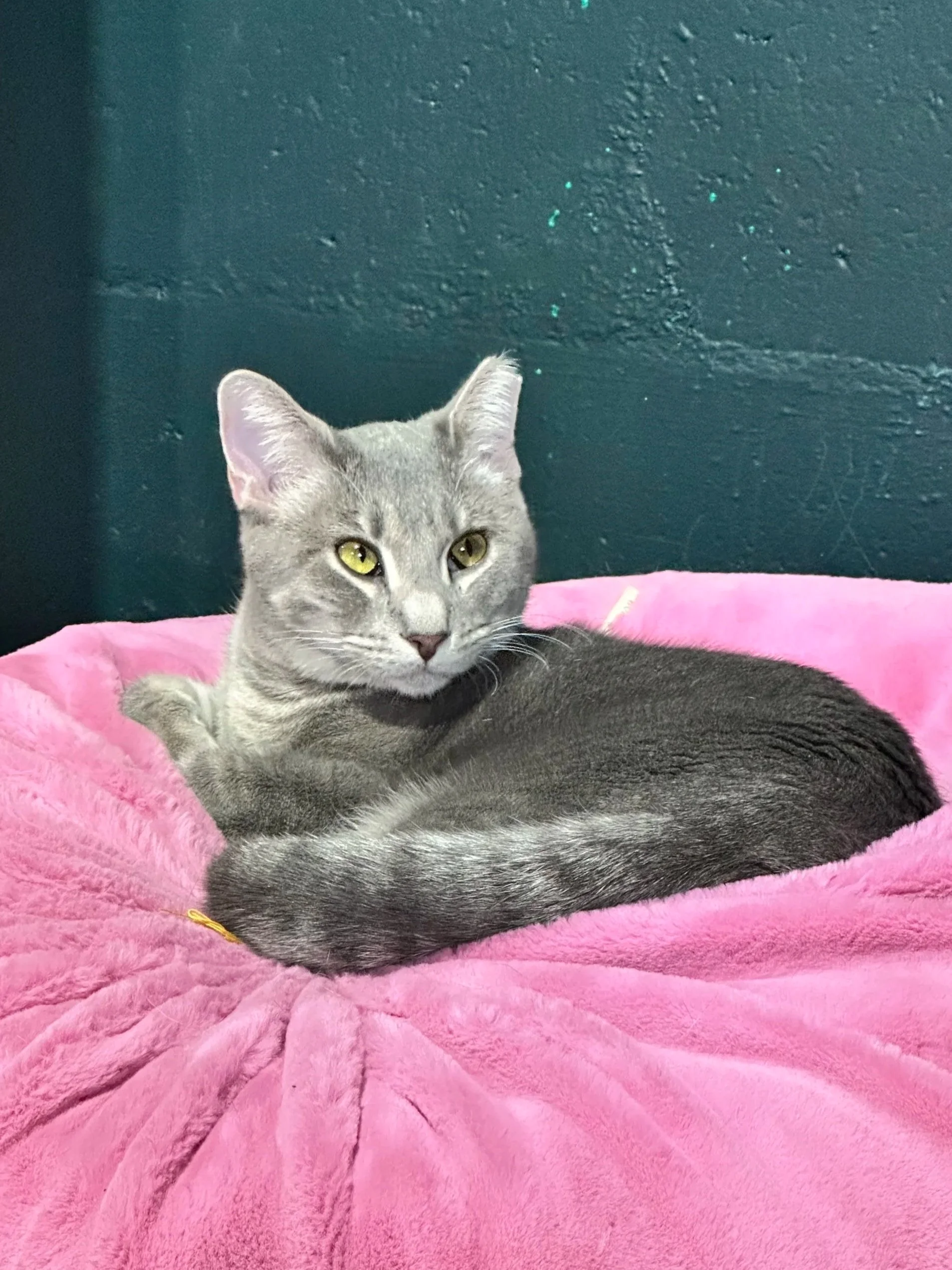 A gray tabby cat with yellow eyes lying inside a beige, fuzzy, cushioned pet bed on a dark surface.