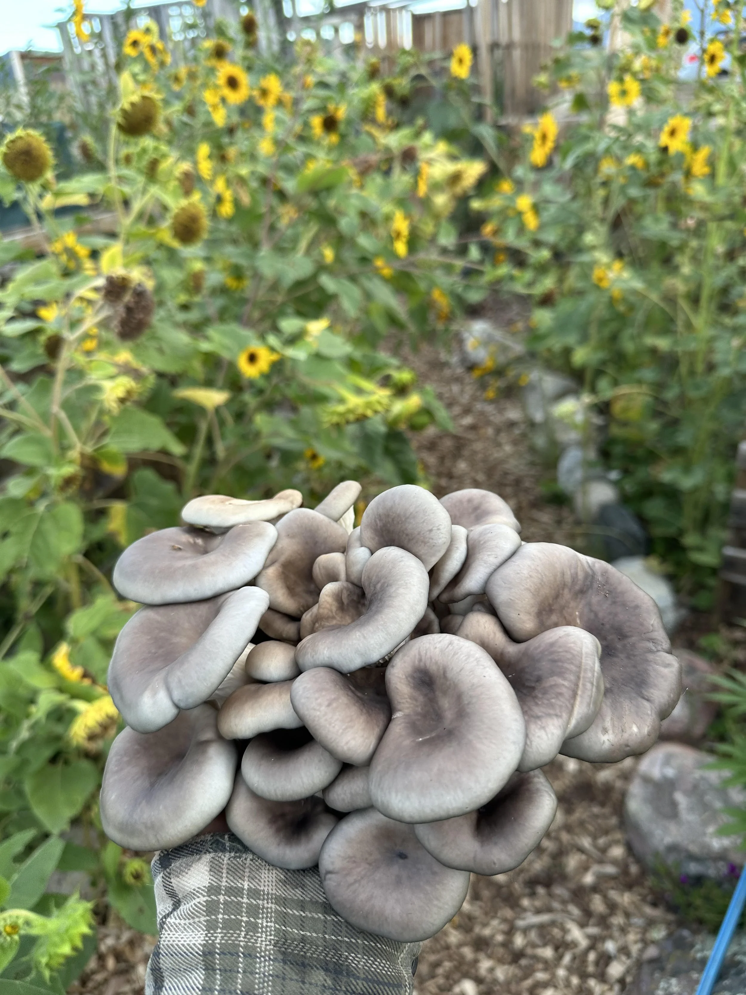 Outdoor Mushroom Inoculation Service