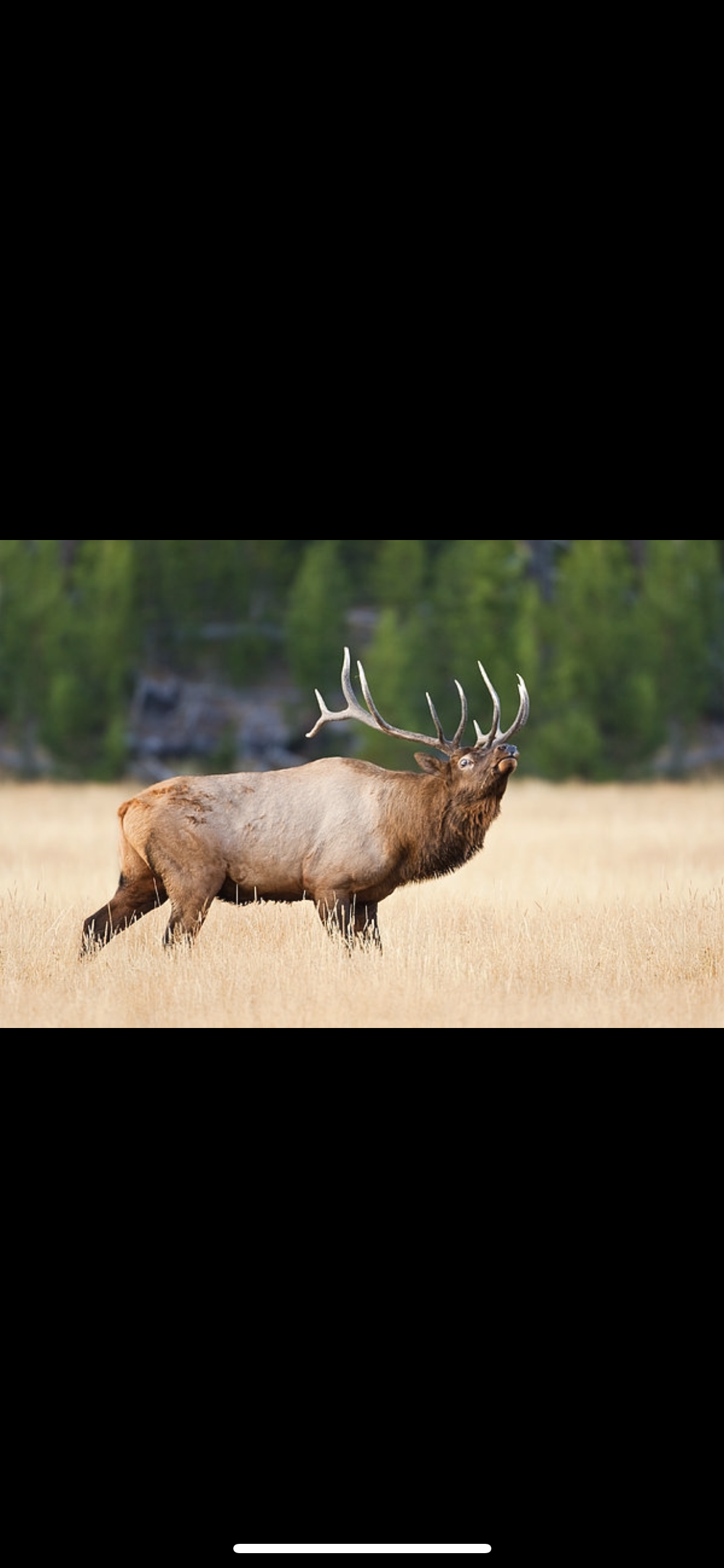Rocky Mountain Guided Rut Bull Elk Hunt