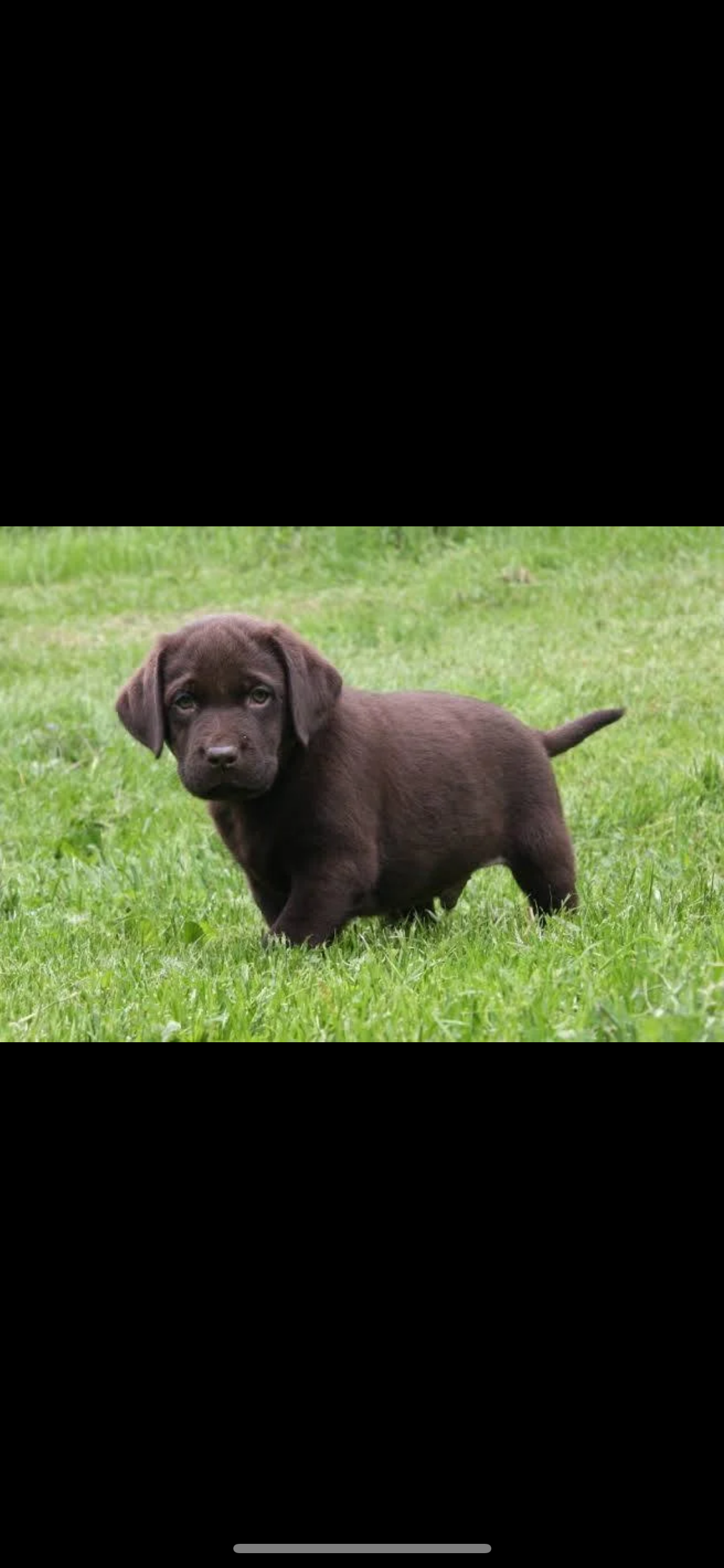 Puppy Love: Chocolate Edition