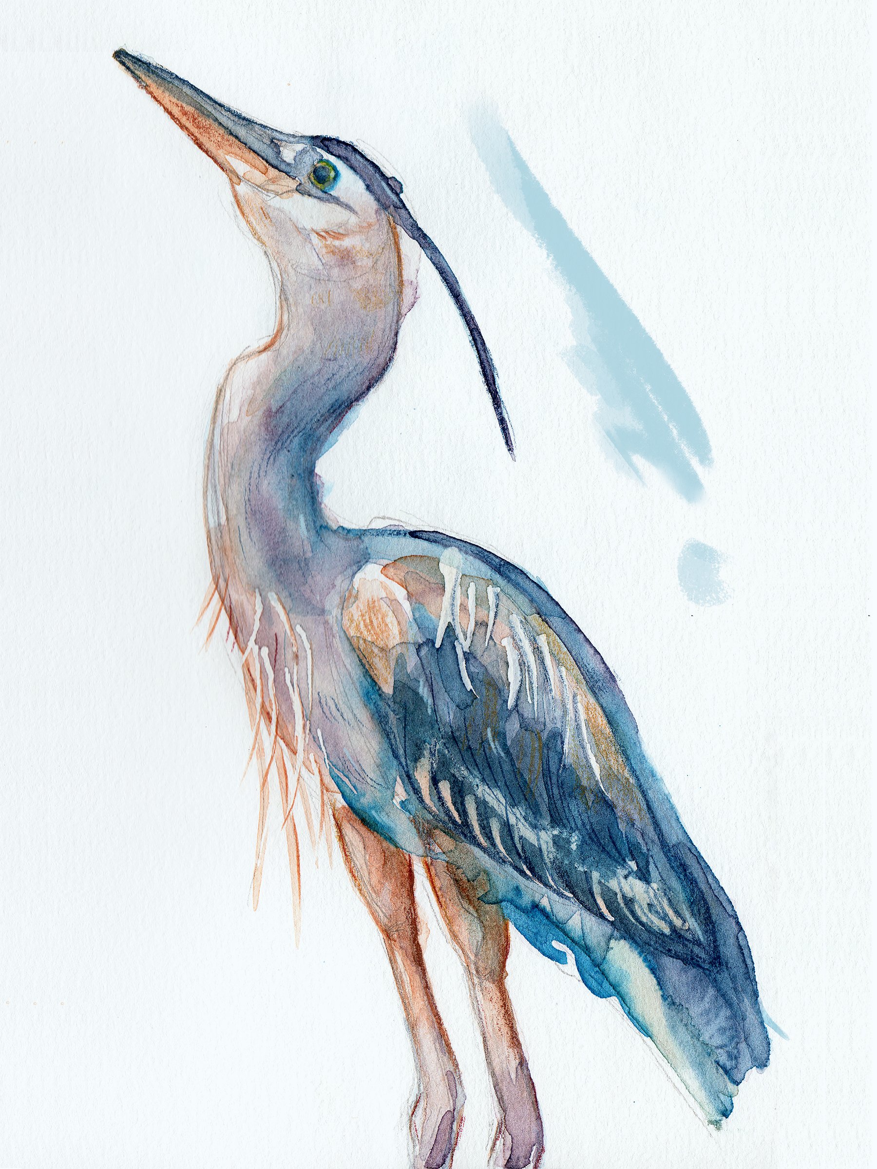 Blue Heron
