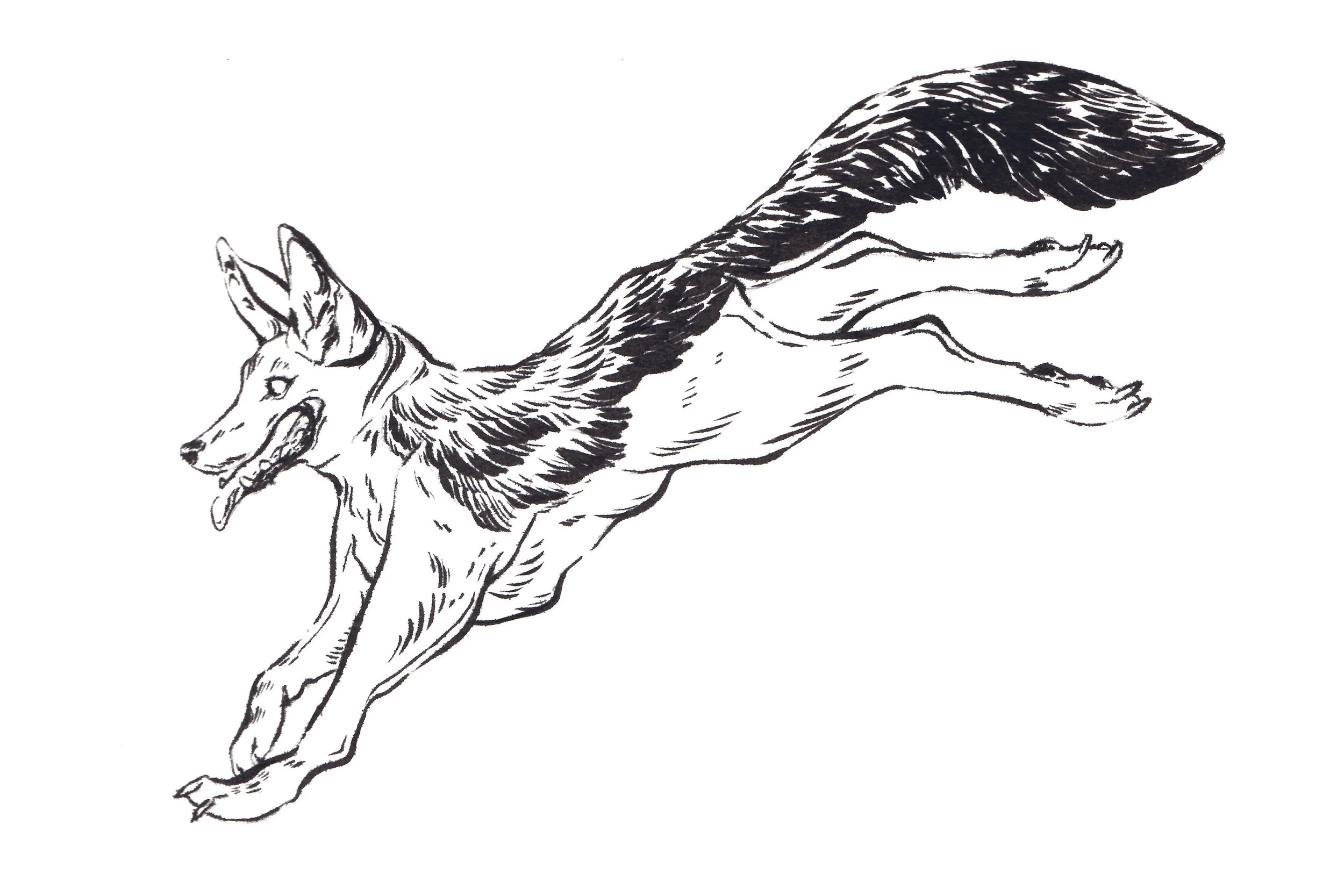 Jumping Dog
