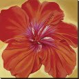 Hibiscus Orange.jpg